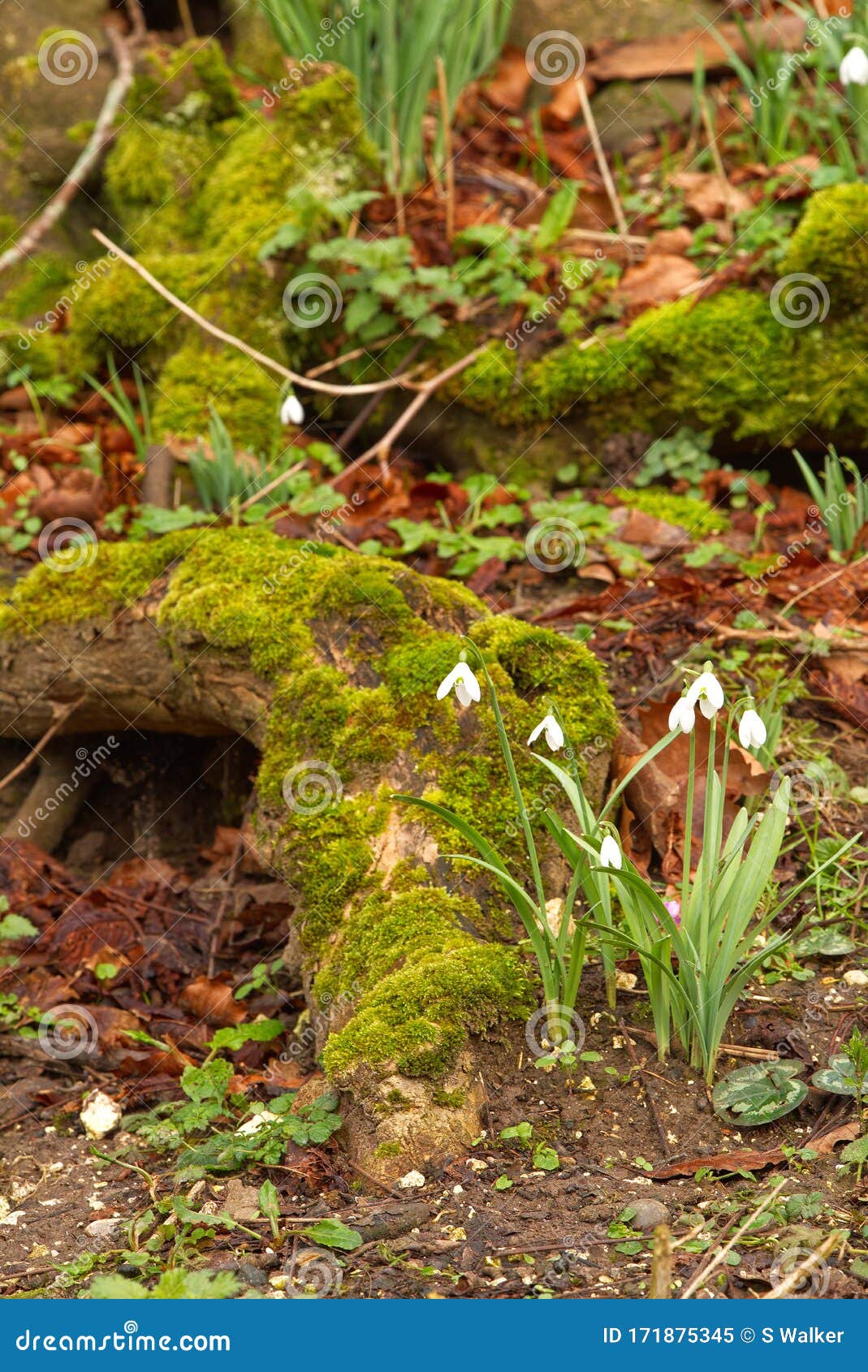 snowdrops moss covered tree roots.