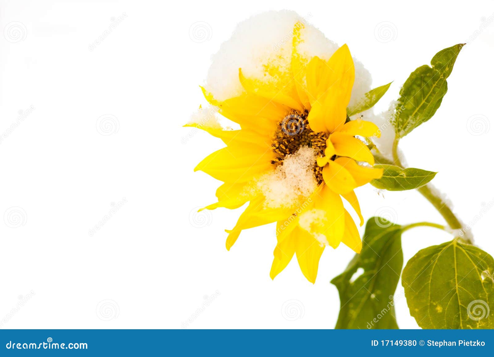 Snowedon sunflower stock photo. Image of background 17149380