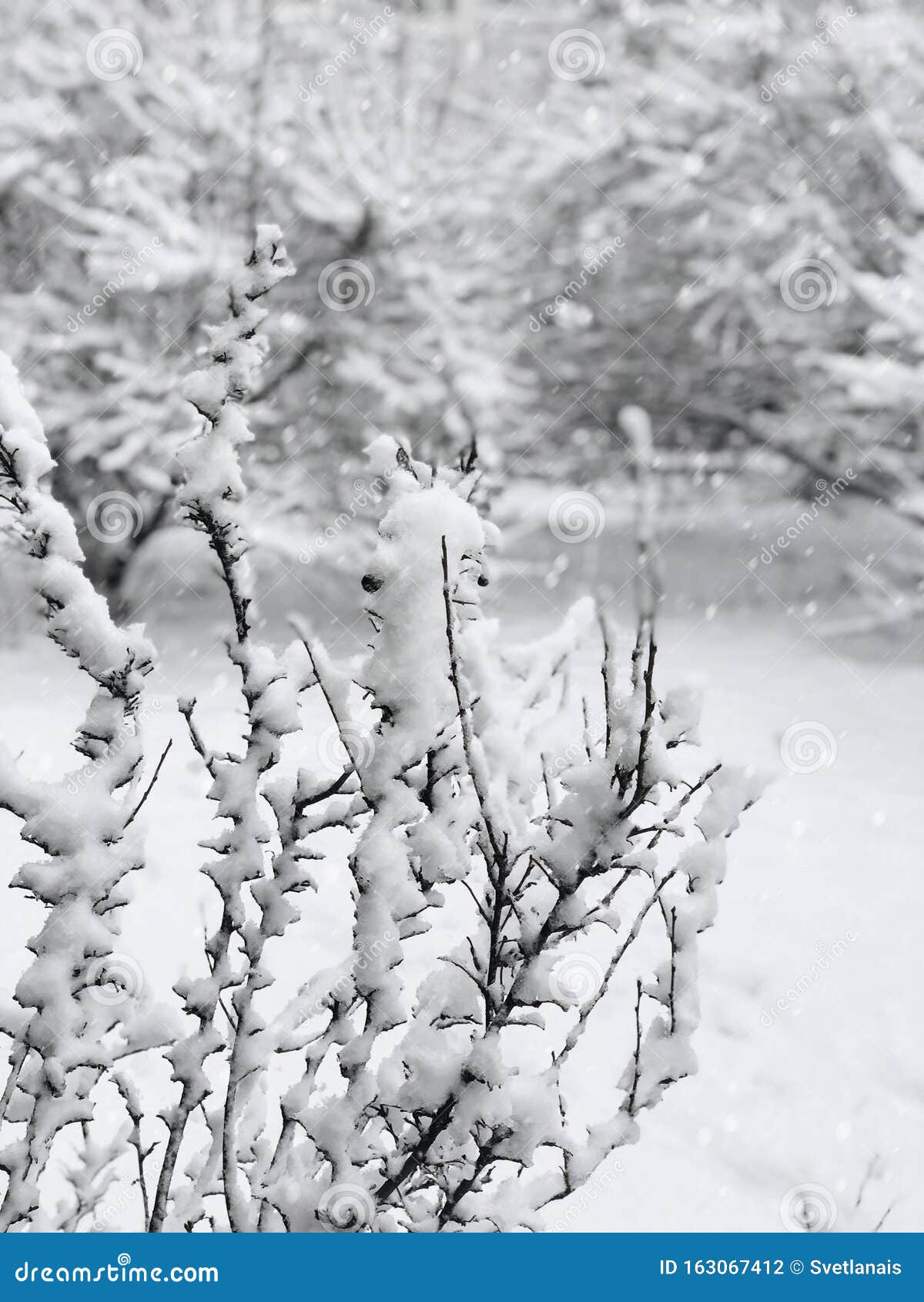 Snowfall in the Forest, Snow-covered Bush, Snow on the Tree Branches