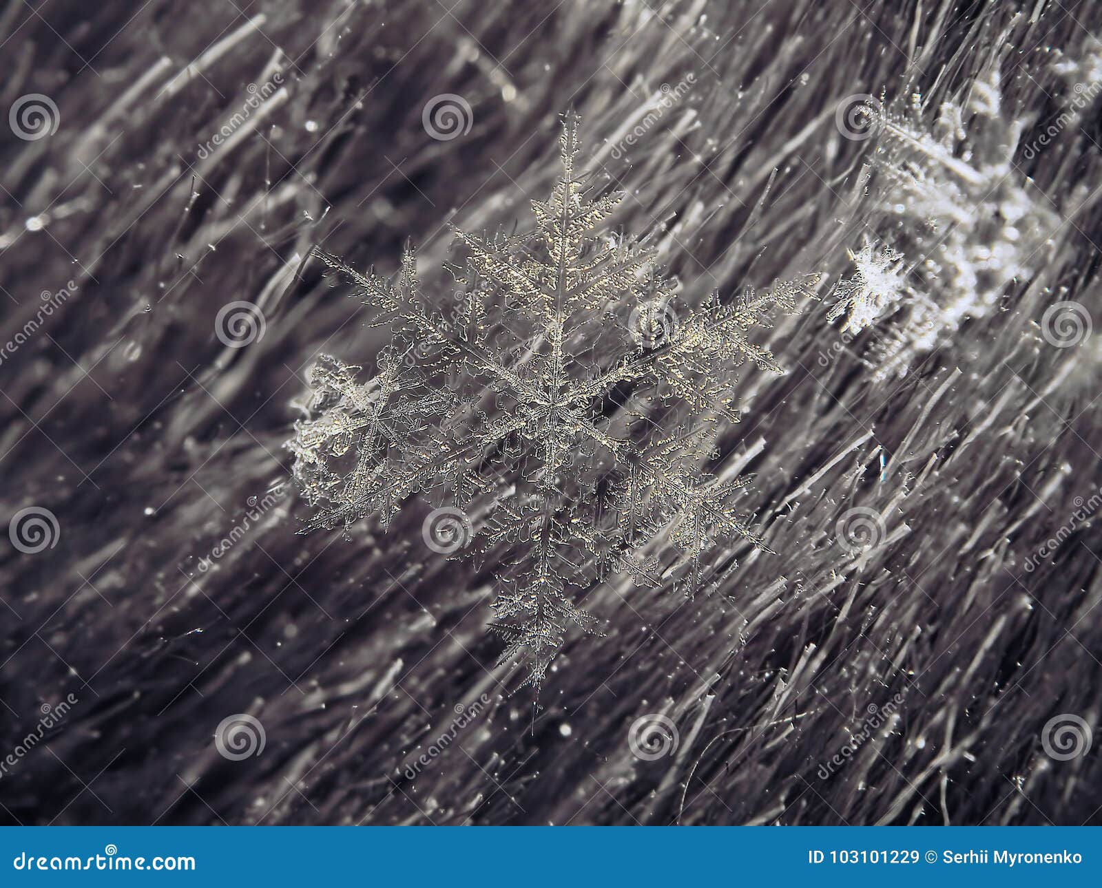 Snowflake Beautifull on the Grey Background Stock Image - Image of