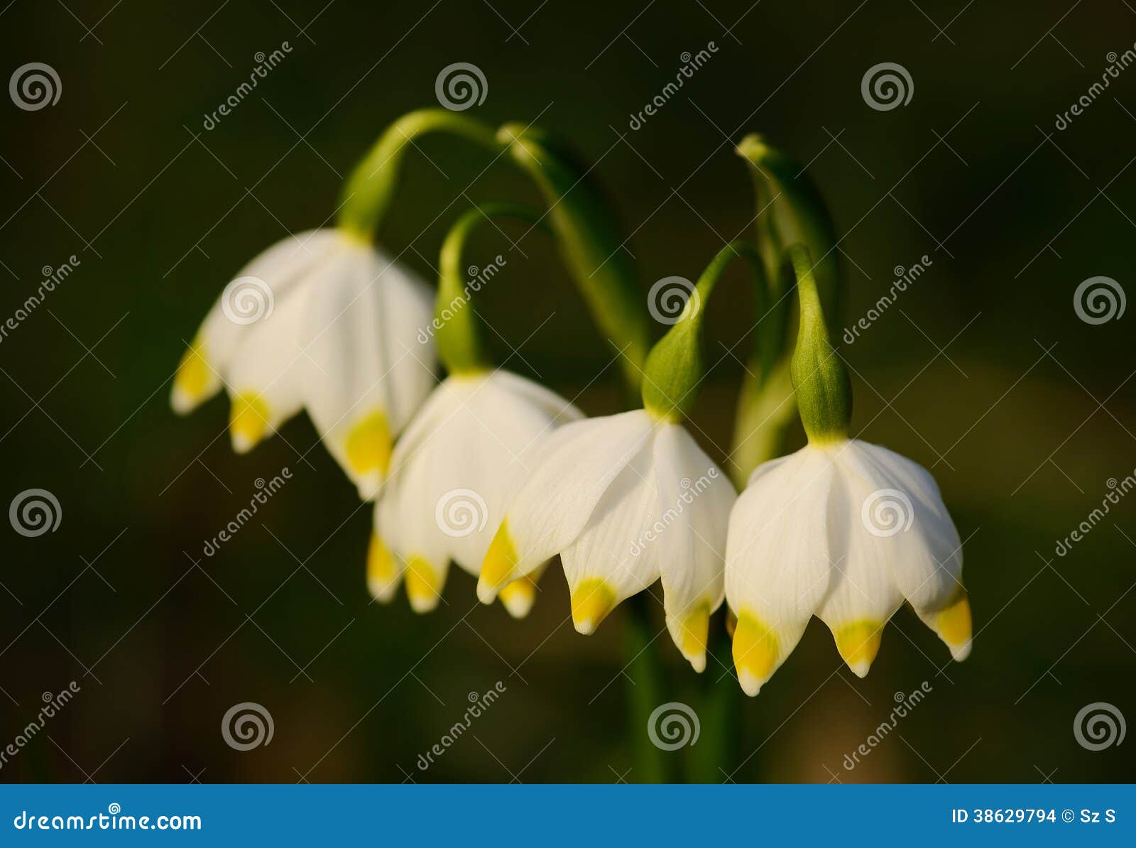 Snowflake flowers bloom stock photo. Image of meadow 38629794