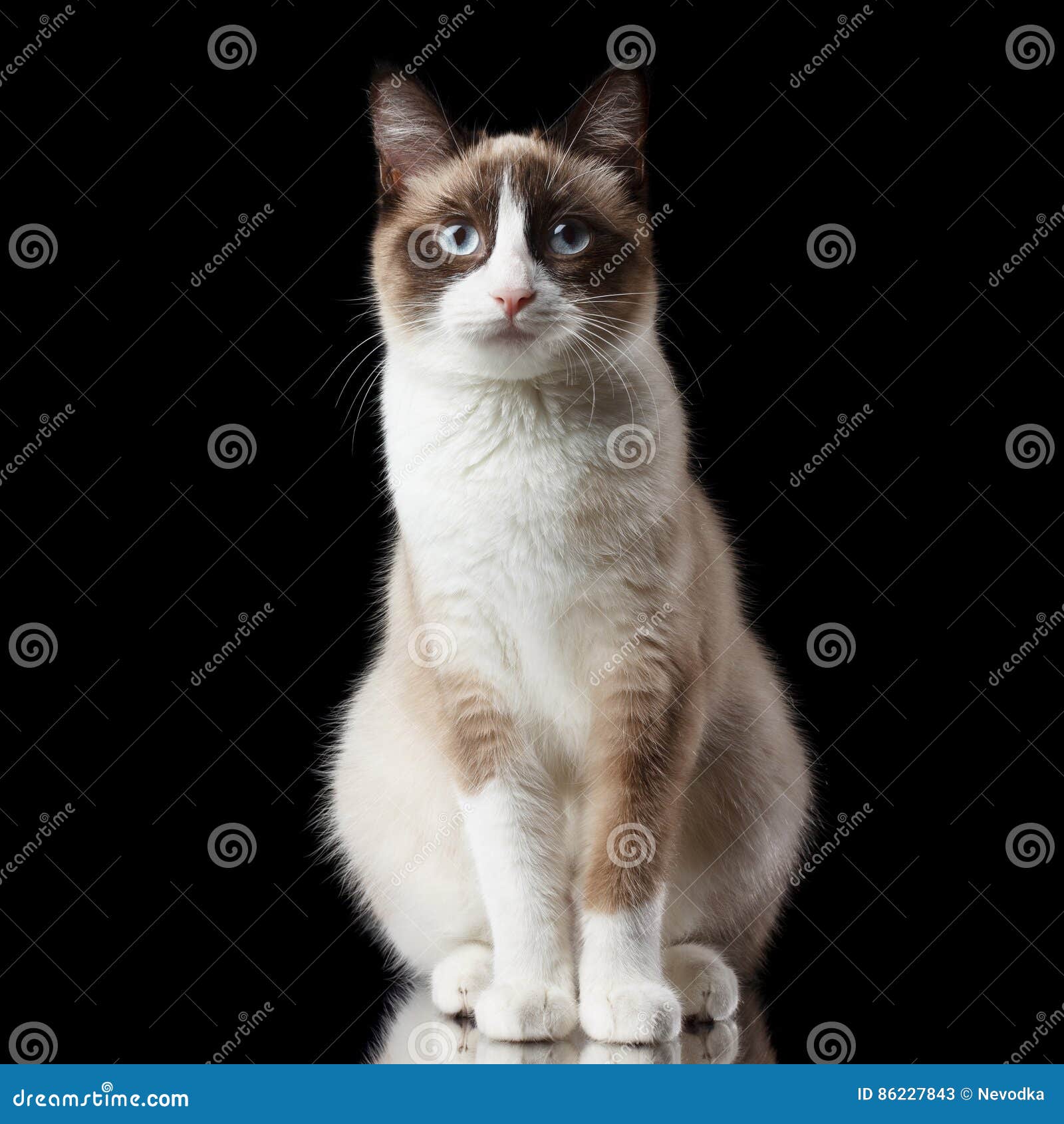 Snowshoe Cat Black Photos Free & RoyaltyFree Stock Photos from