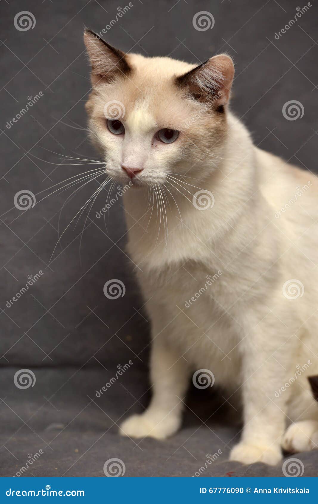 Snowshoe cat stock photo. Image of closeup, color, coat 67776090