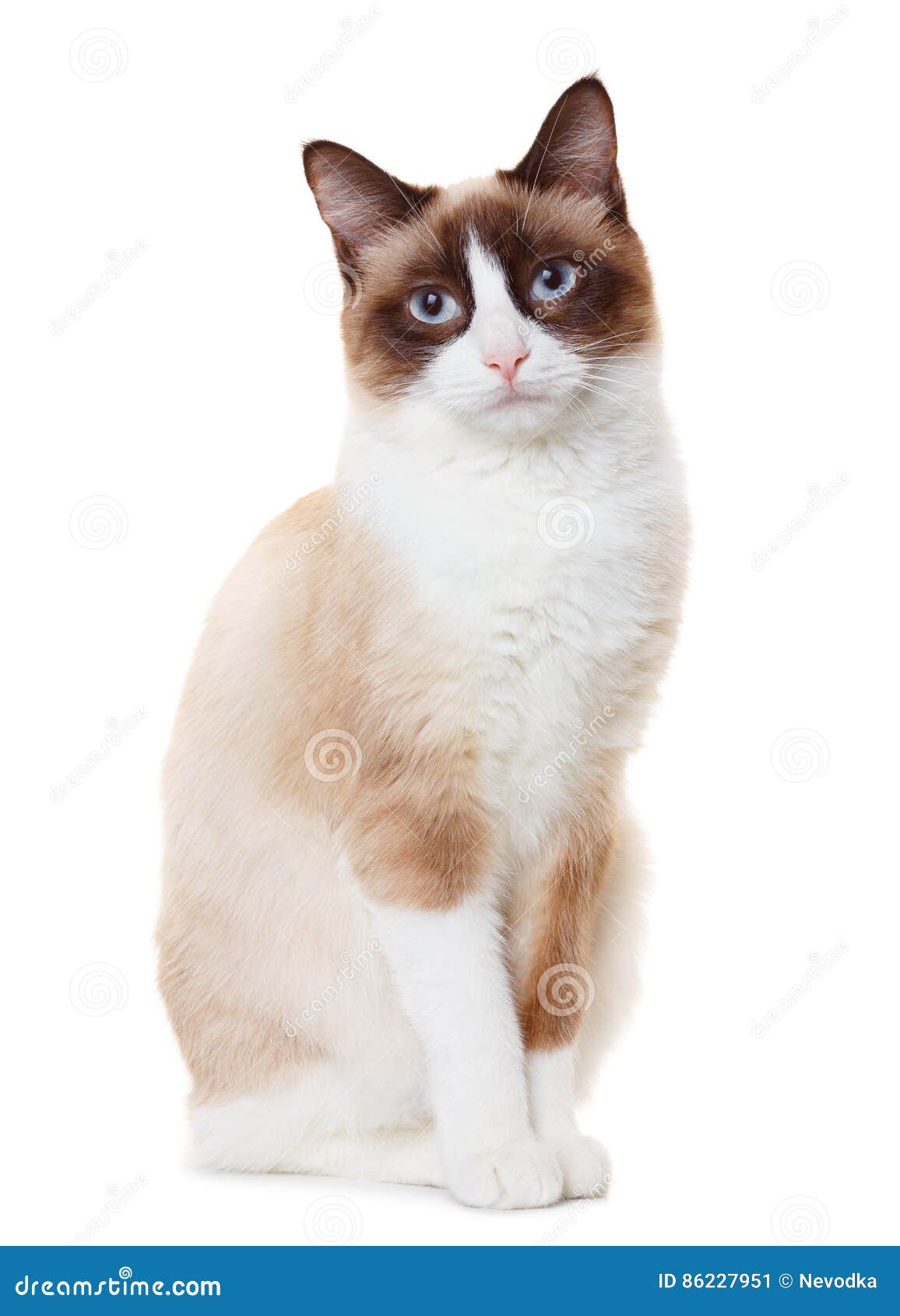 Snowshoe cat stock image. Image of fluffy, snowshoe, cute 86227951