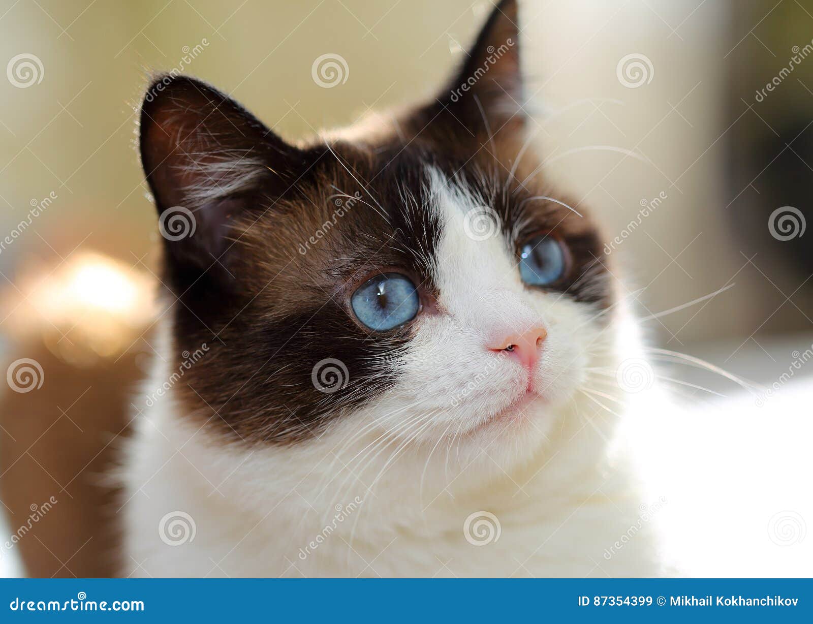 Snowshoe cat portrait stock image. Image of close, nose 87354399