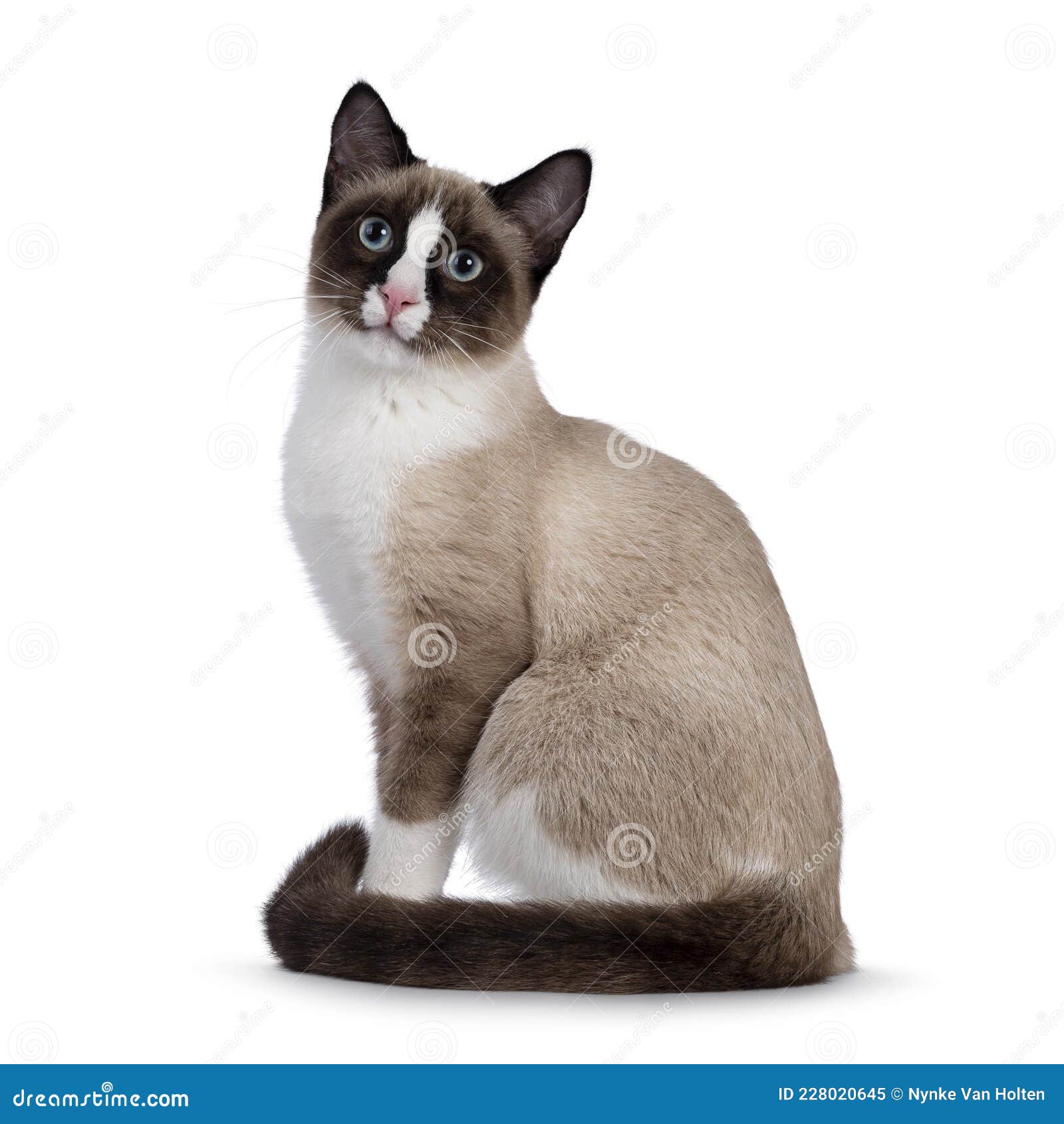 Snowshoe Cat On White Background Stock Image Image Of Affectionate Sweet