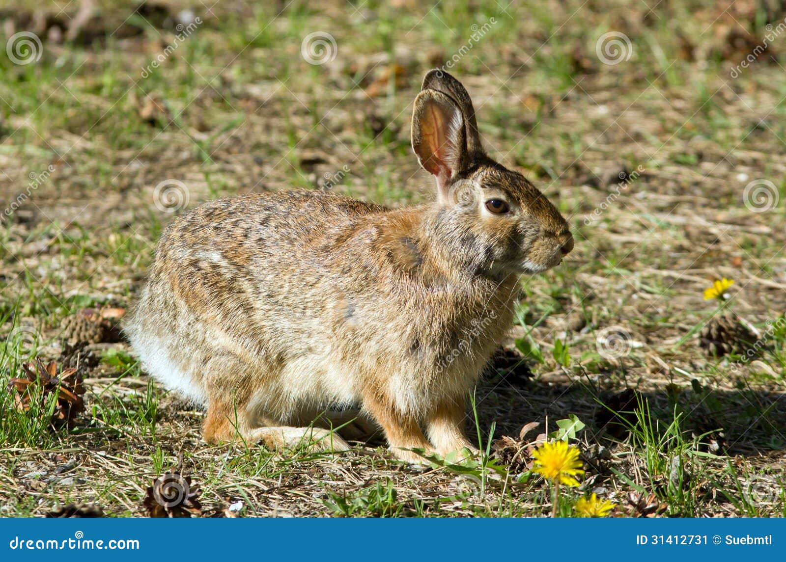 lepus americanus