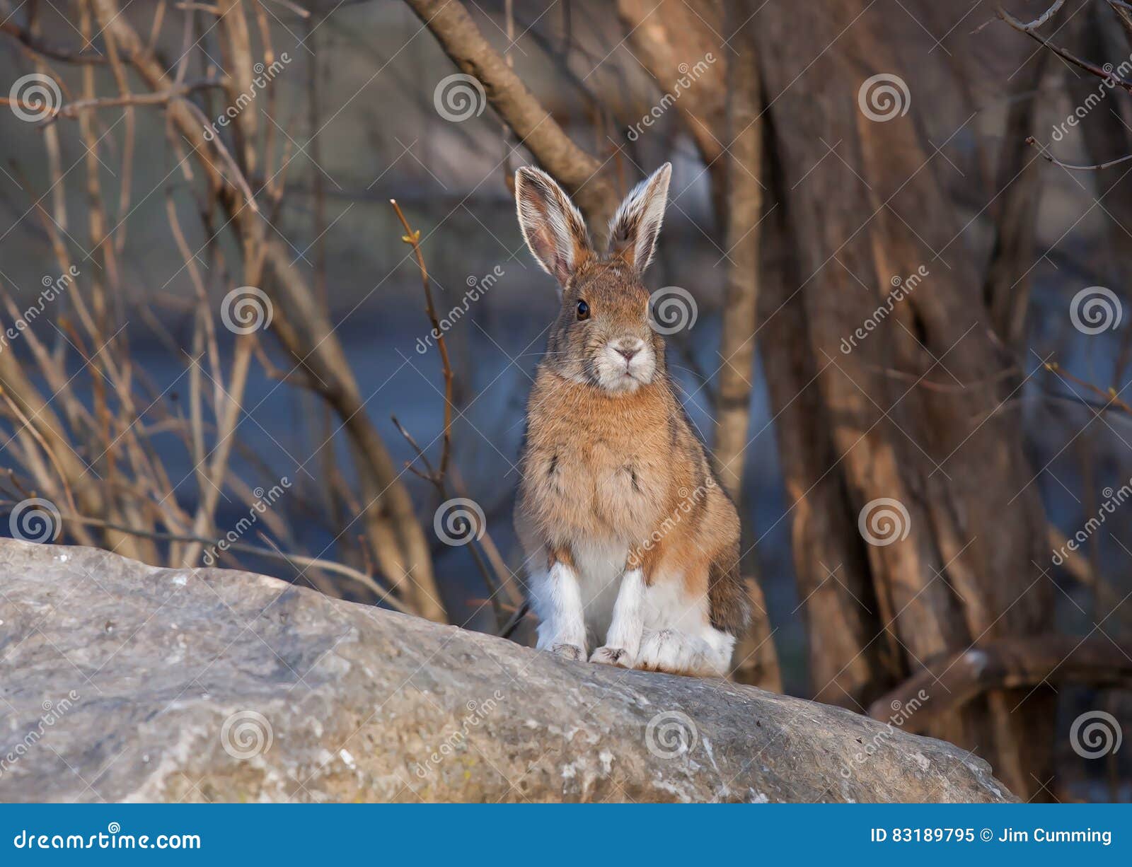 Snowshoe Hare Or Varying Hare (Lepus Americanus) In Spring Stock Image