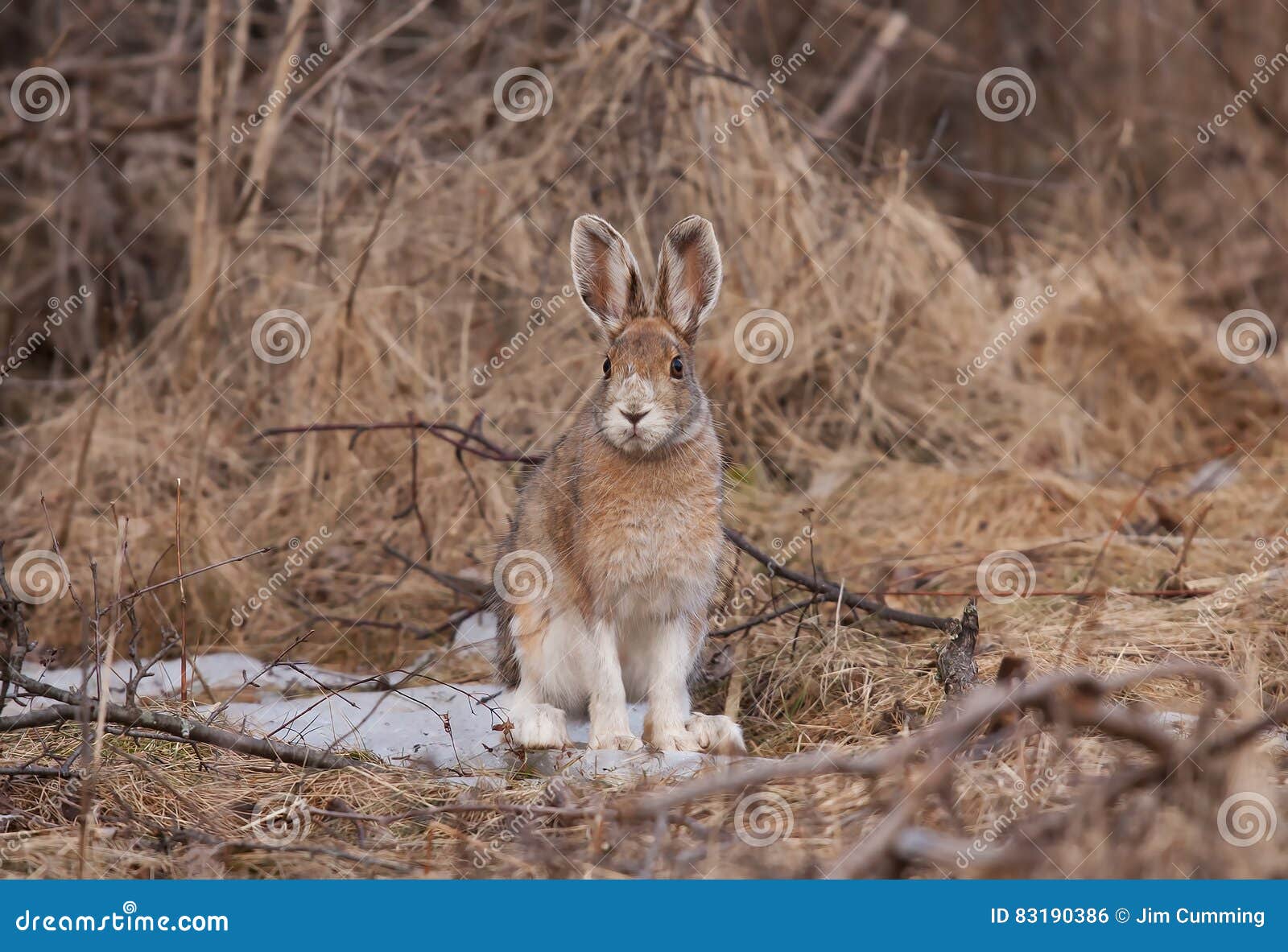 Snowshoe Hare or Varying Hare (Lepus Americanus) in Spring Stock Photo