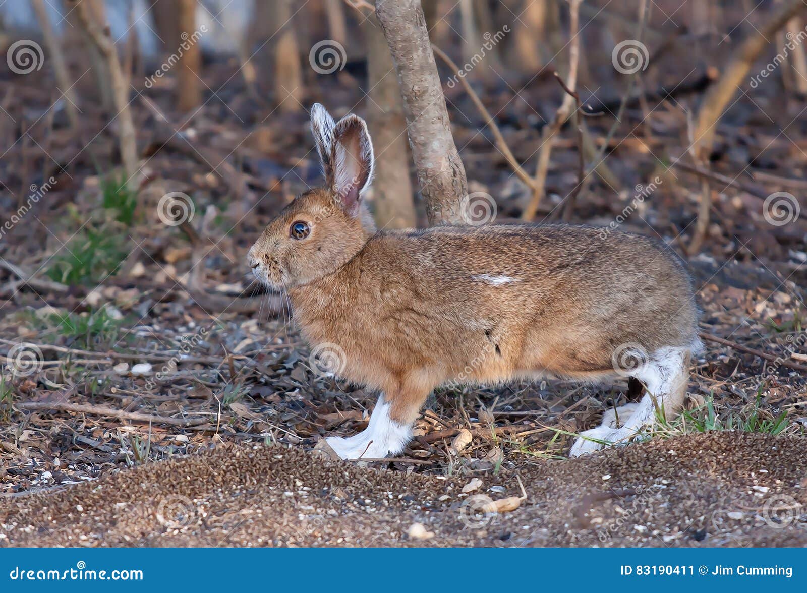 Snowshoe Hare or Varying Hare (Lepus Americanus) in Spring Stock Image
