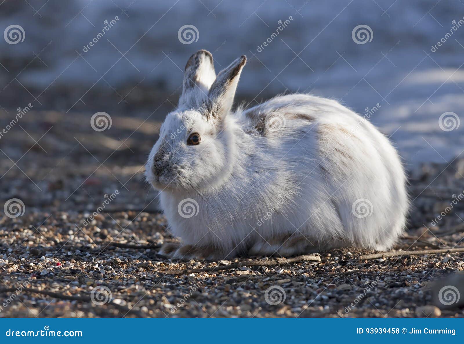 Snowshoe Hare or Varying Hare (Lepus Americanus) in the Spring Stock