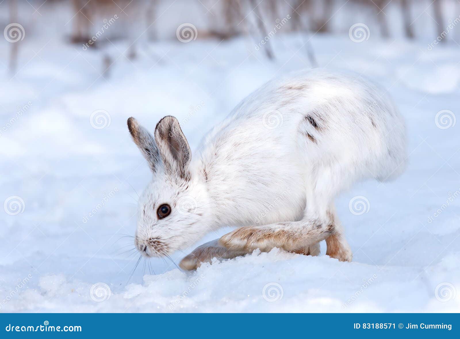 Snowshoe Hare or Varying Hare (Lepus Americanus) Closeup in Winter in Canada Stock Image Image