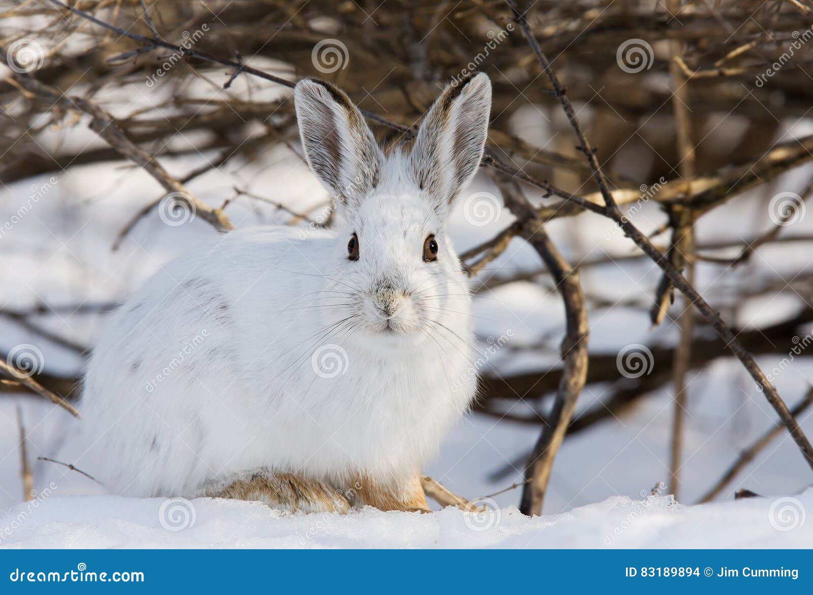 snowshoe hare or varying hare (lepus americanus) closeup in winter in canada