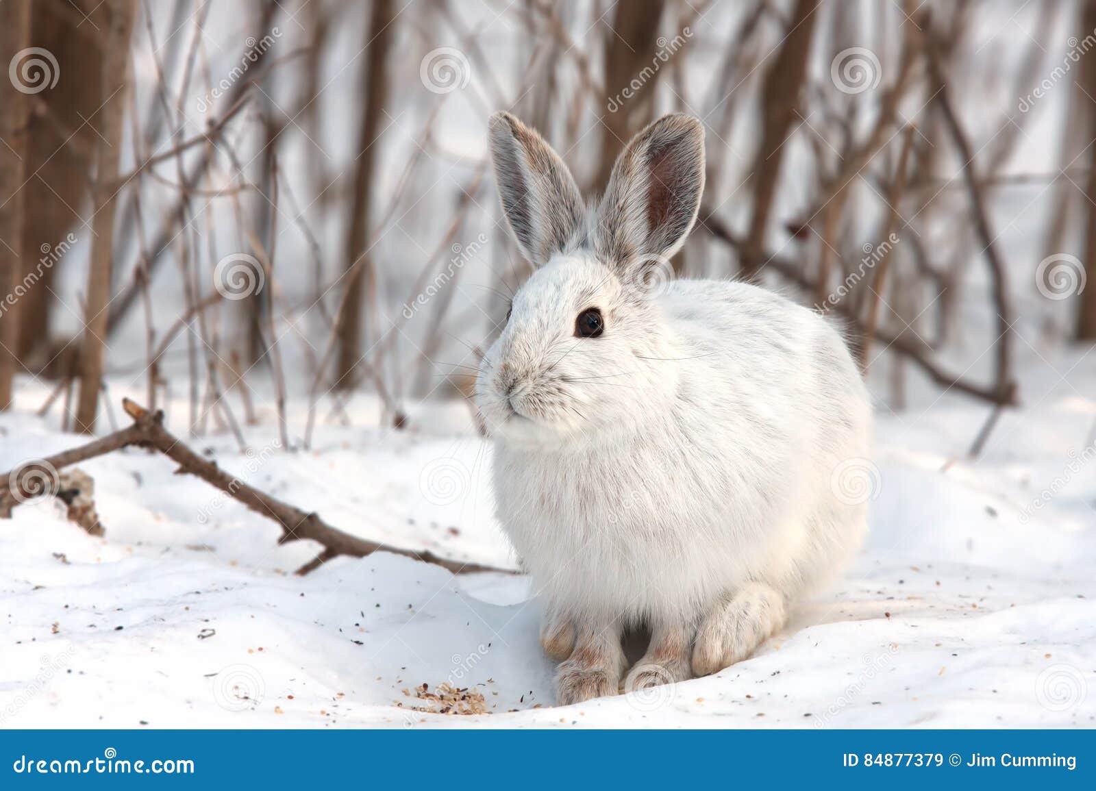 Snowshoe Hare or Varying Hare (Lepus Americanus) Closeup in Winter in