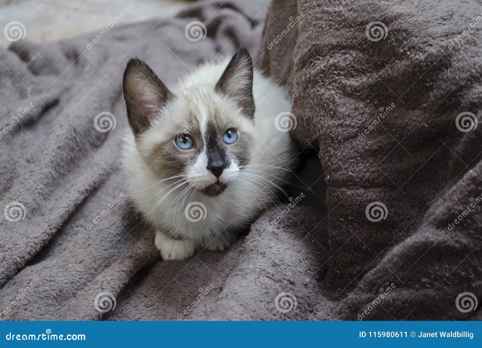 A Siamese Mix Kitten Crouches on Brown Towels Stock Image - Image of black,  looks: 115980611
