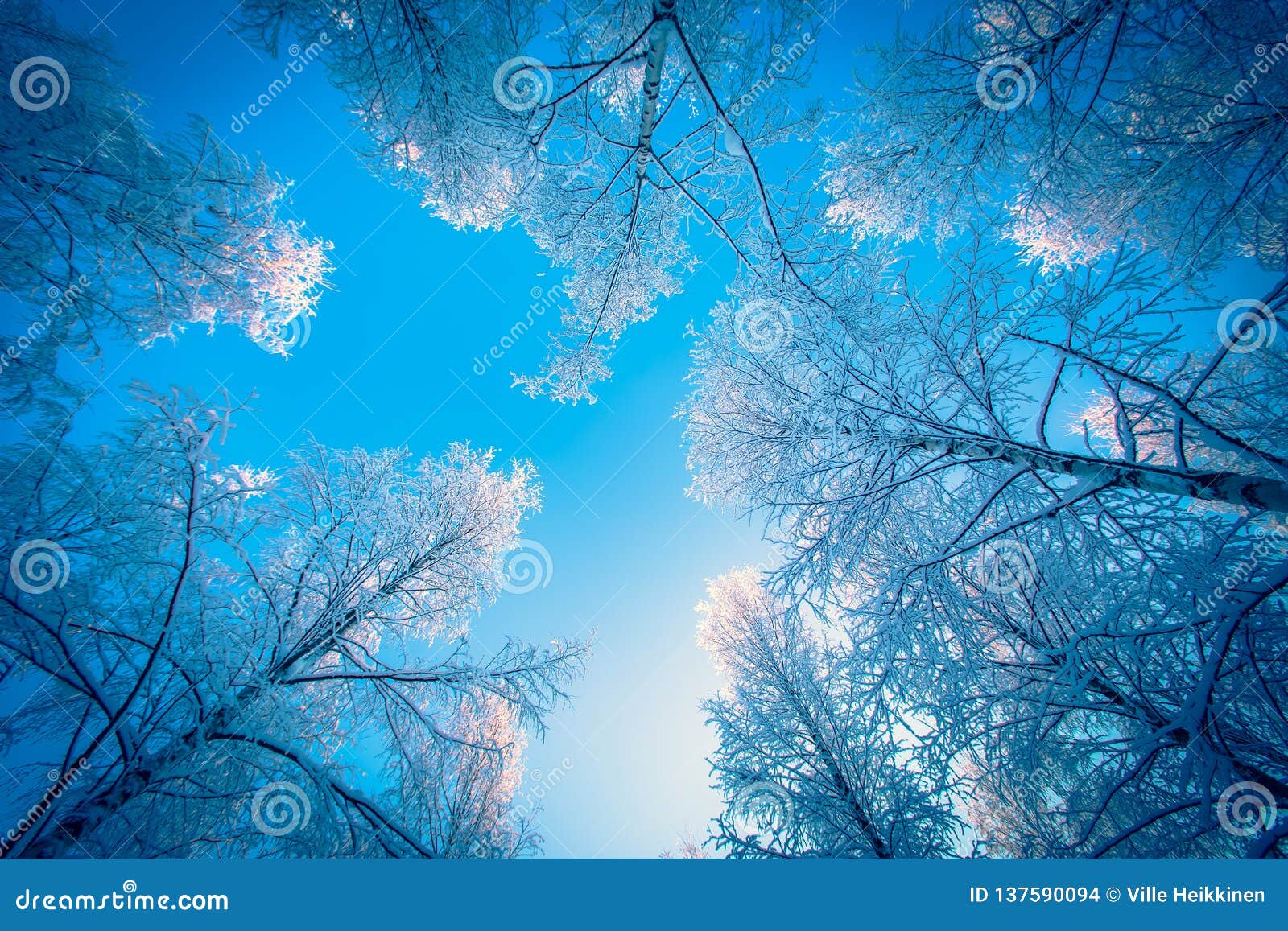 Snowy Birch Forest View from Sotkamo, Finland. Stock Photo - Image of ...