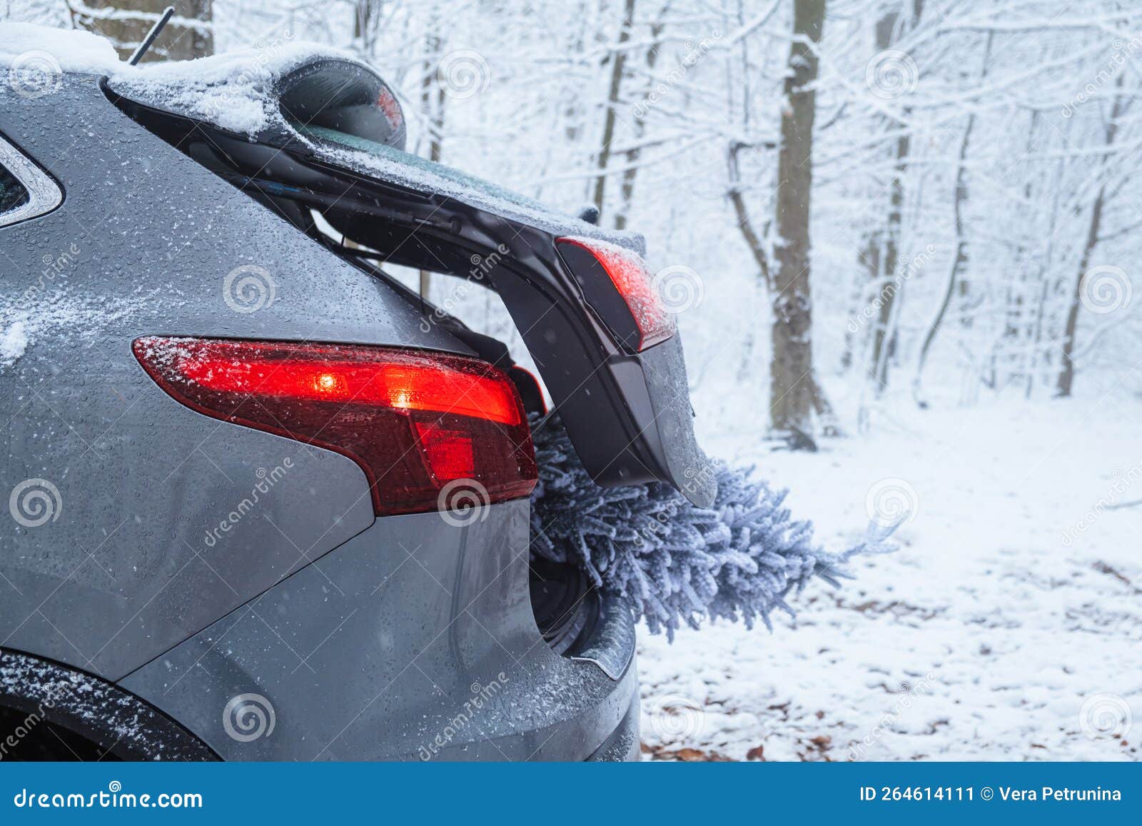A Snowy Christmas Tree Sticks Out from the Trunk of the Car Stock Image
