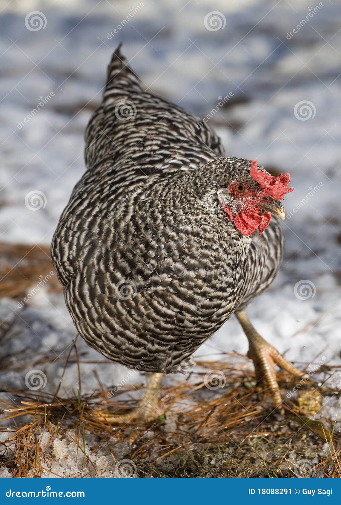 Snowy day hen stock image. Image of white, snow, animal 18088291