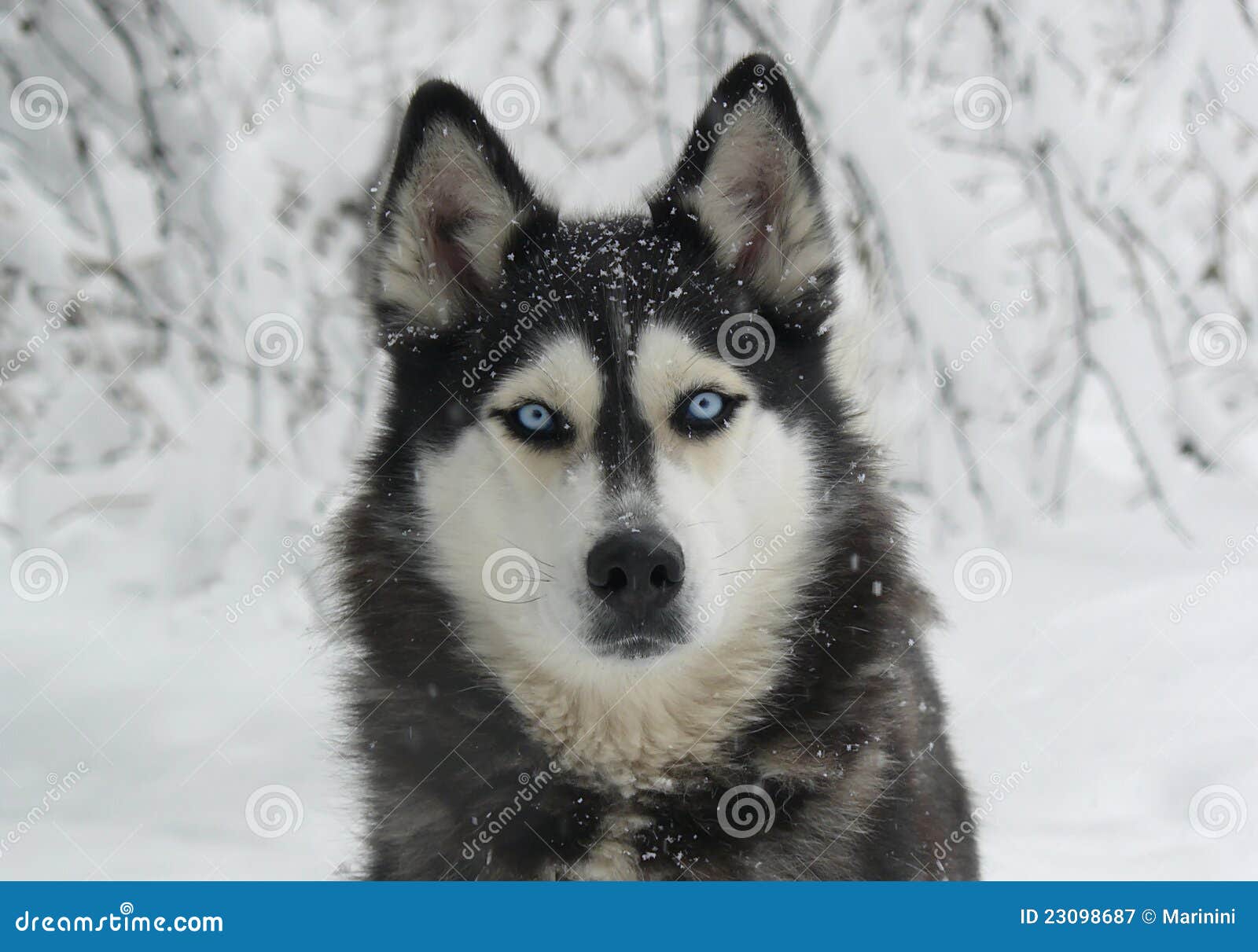 Snowy dog Siberian Husky stock image. Image of faithful 23098687