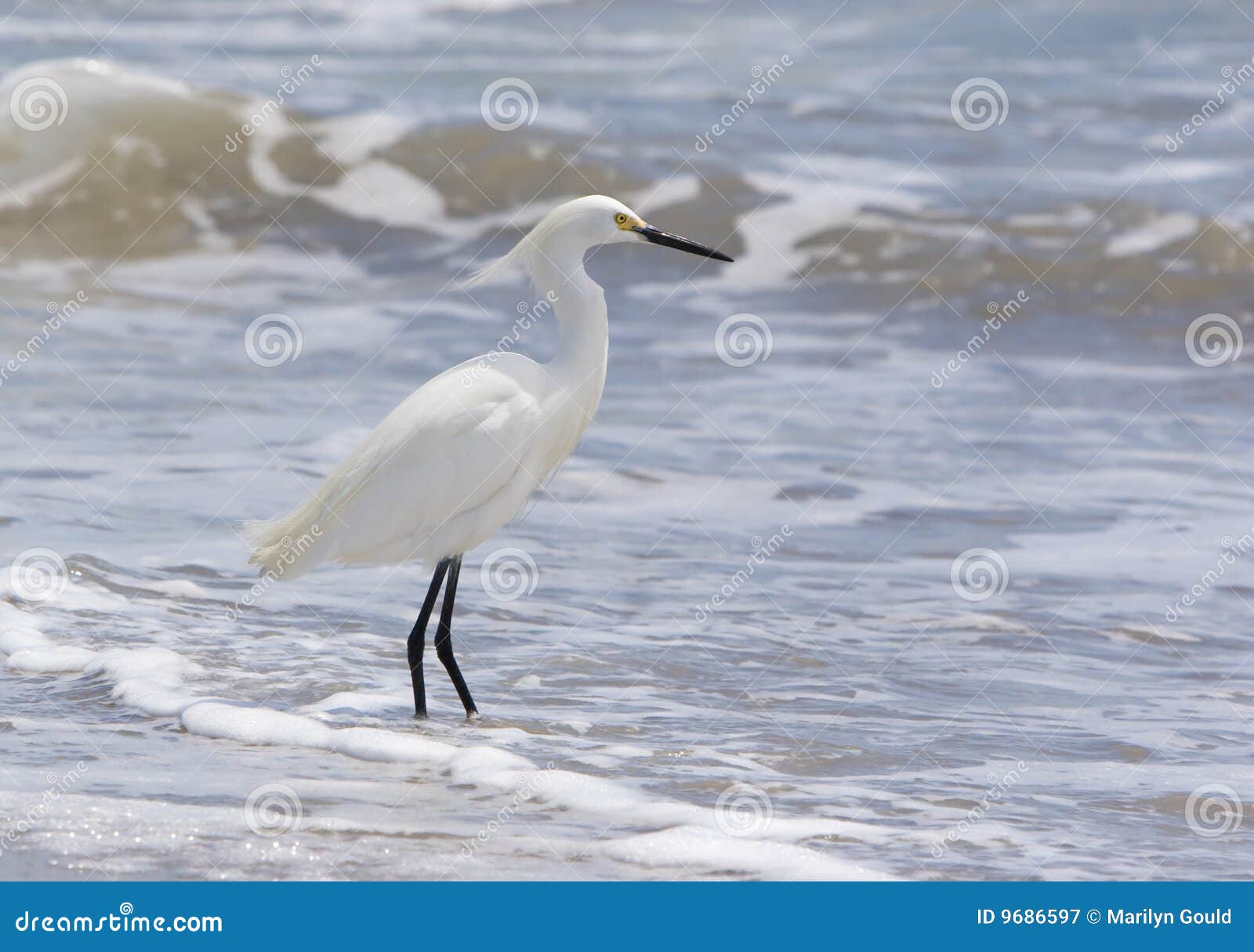 snowy egret