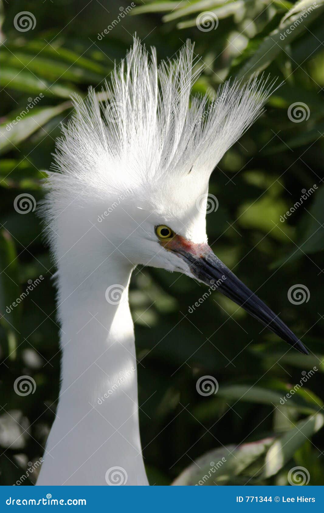 snowy egret in breeding plumage