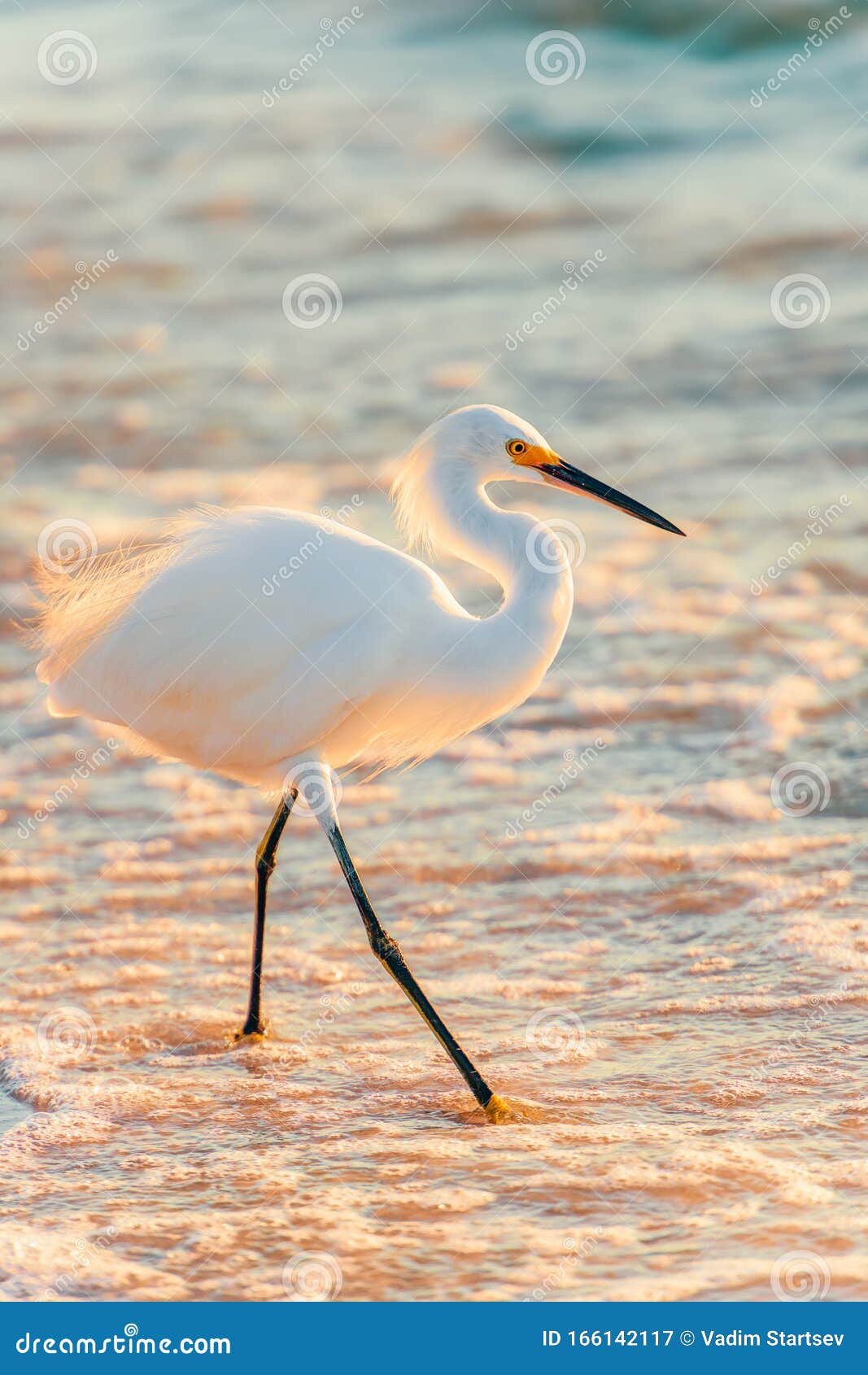 snowy egret in breeding plumage on the beach.naples.florida.usa