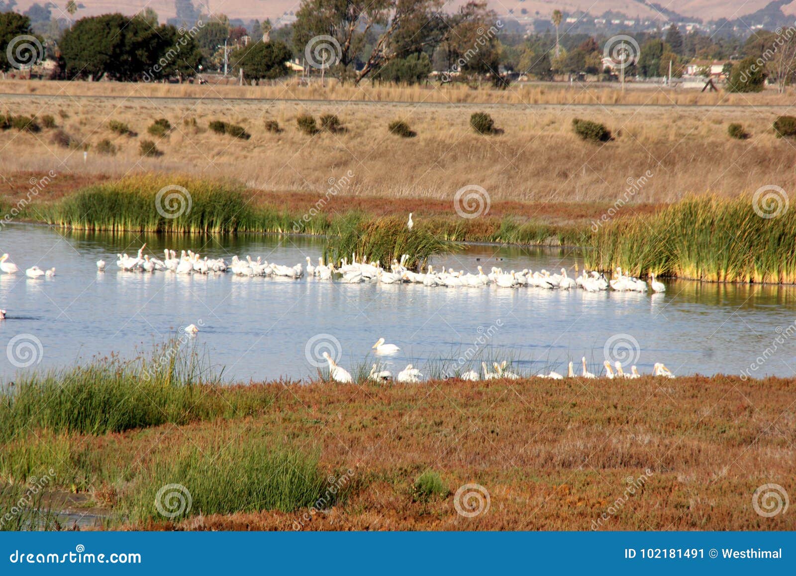 snowy egret, egretta thula, in flocks in coyote hills regional park, fremont, alifornia
