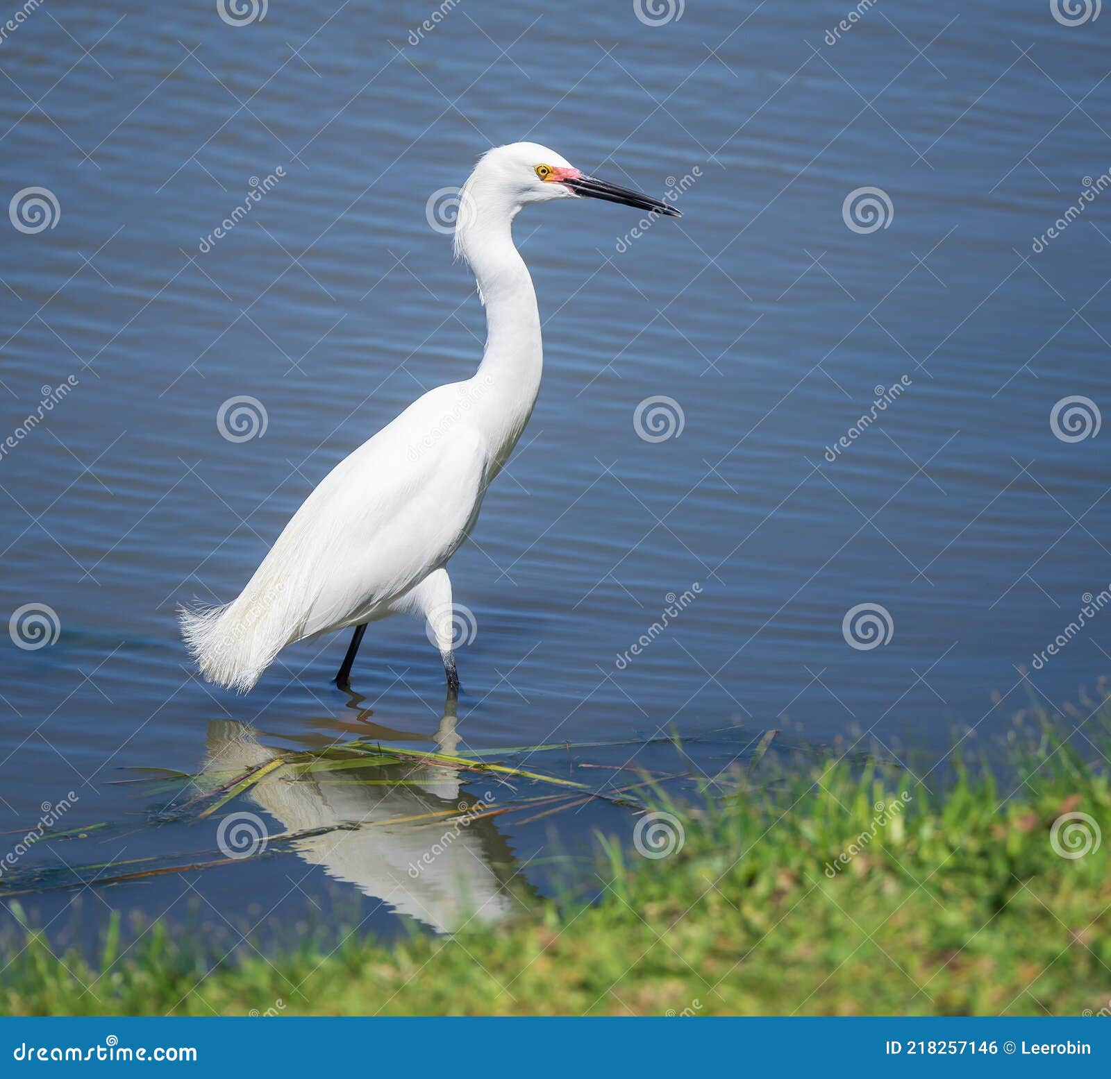 snowy egret egretta thula in shallow blue waters