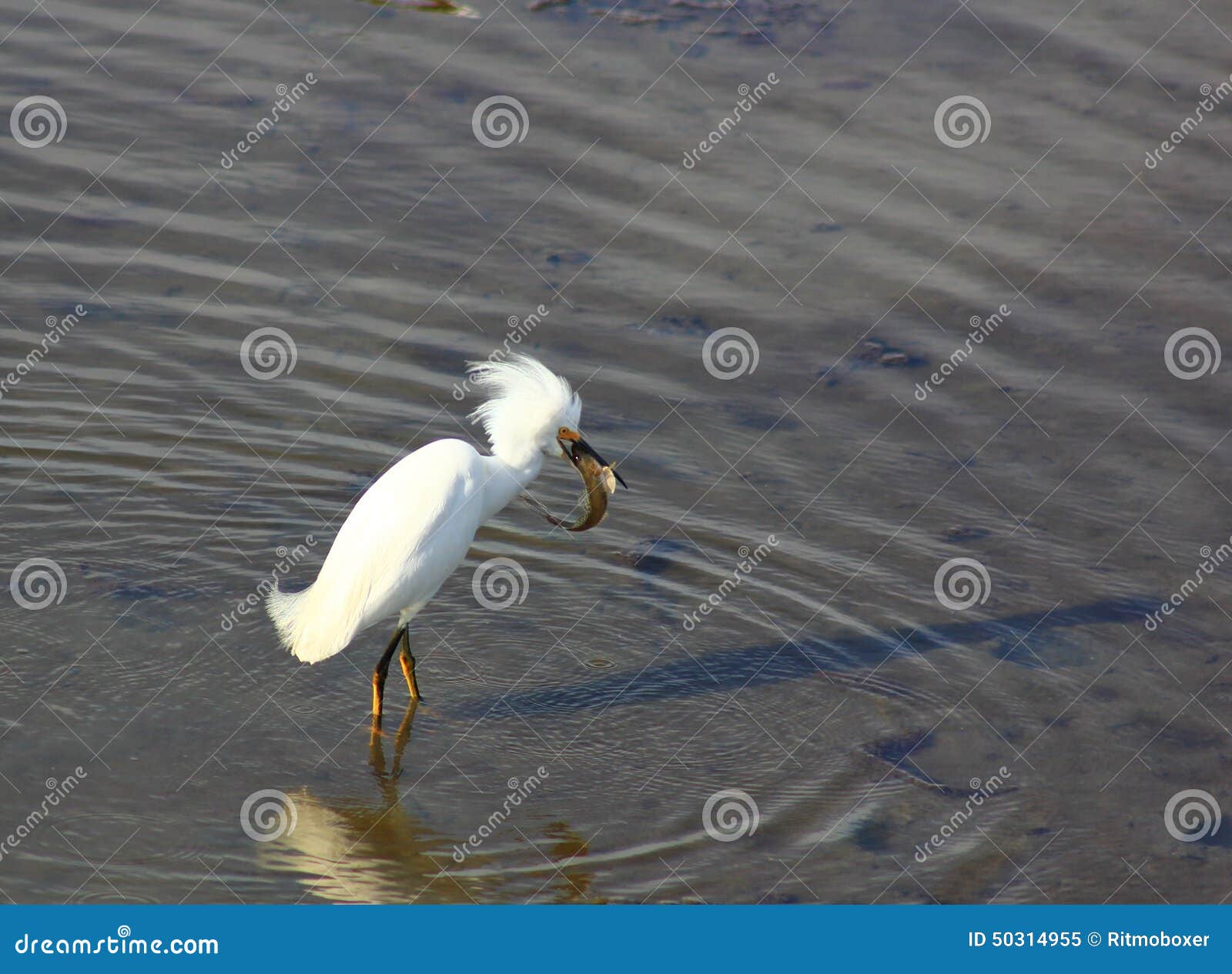 Snowy Egret fishing stock image. Image of white, egrets - 50314955