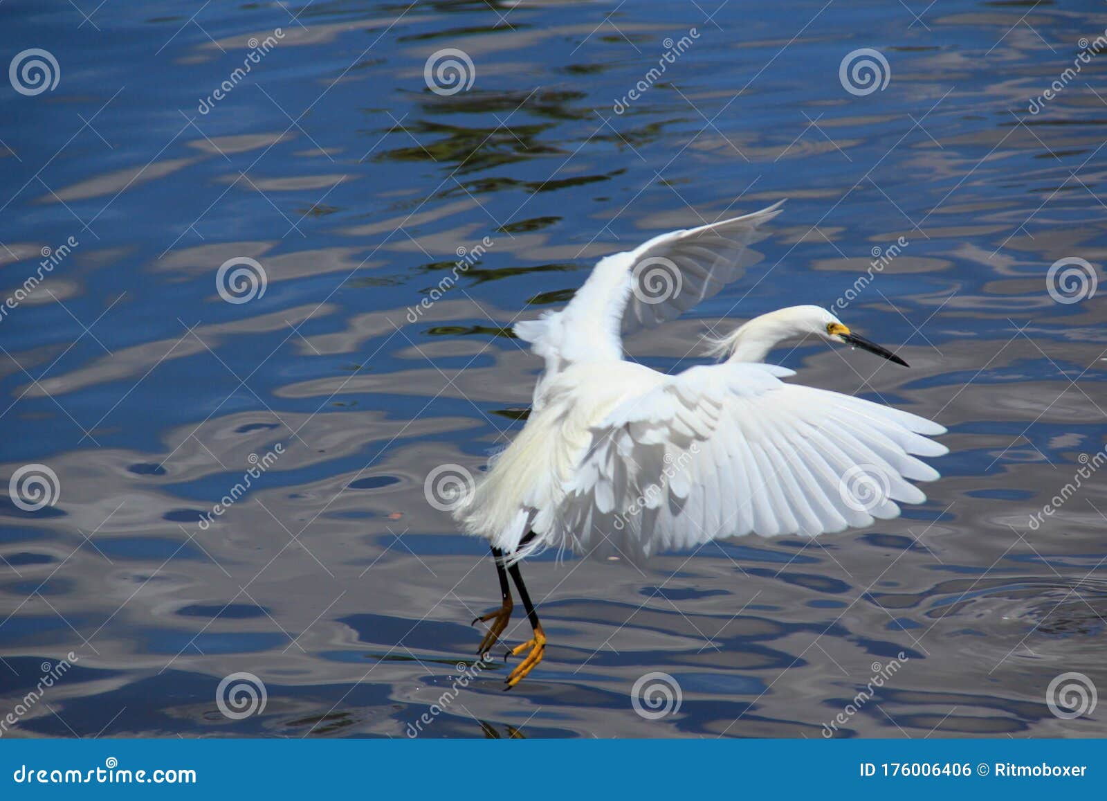 snowy egret flying over a lake