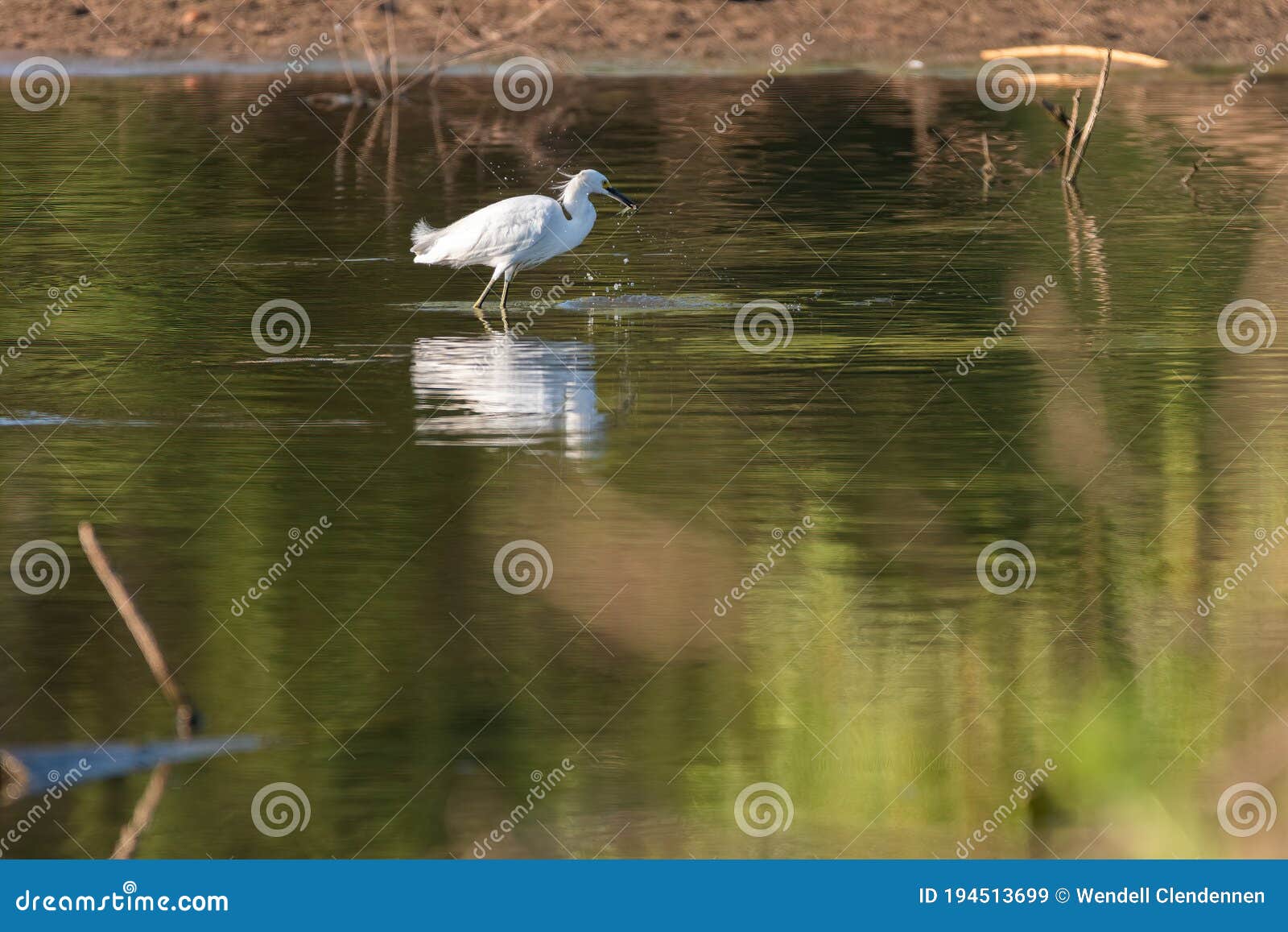 snowy egret holding a minnow in its beak that it just caught