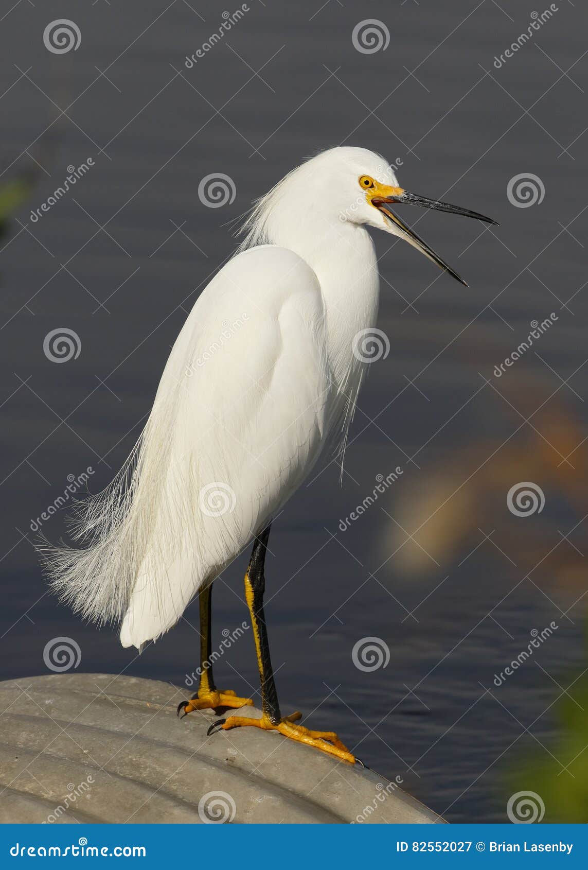 snowy egret sitting on a culvert yawning - florida