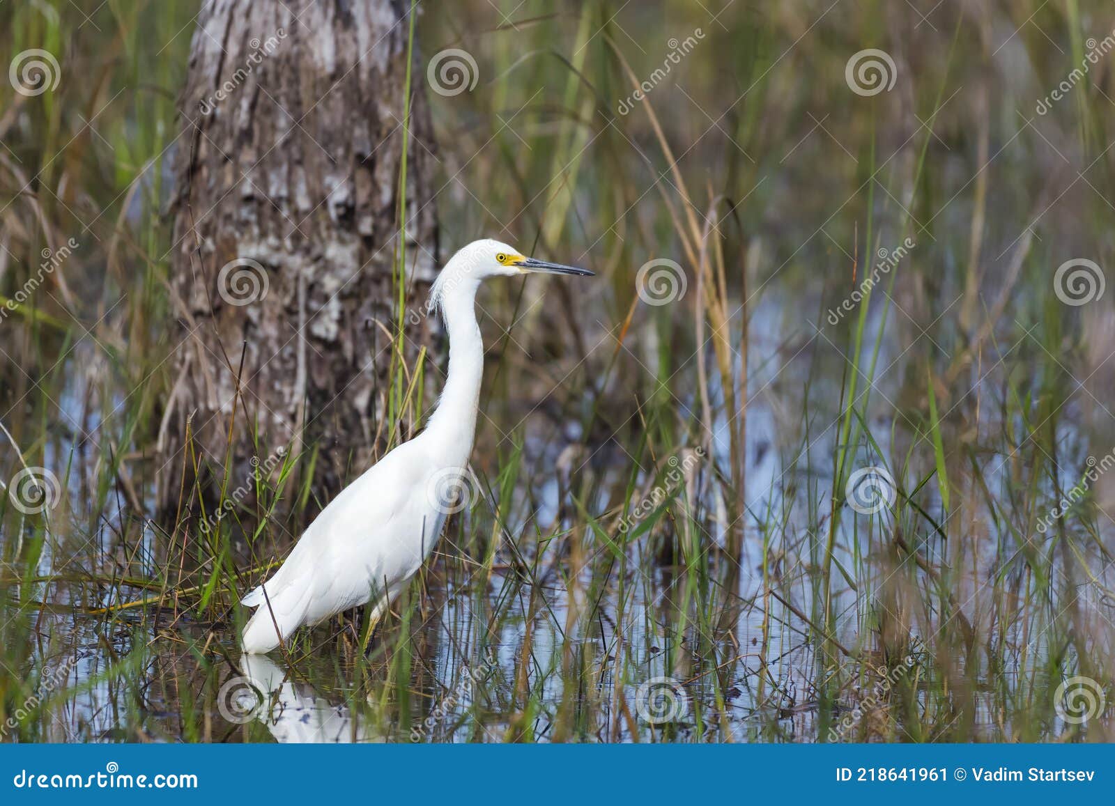 snowy egret standing in the water.big cypress national preserve.florida.usa