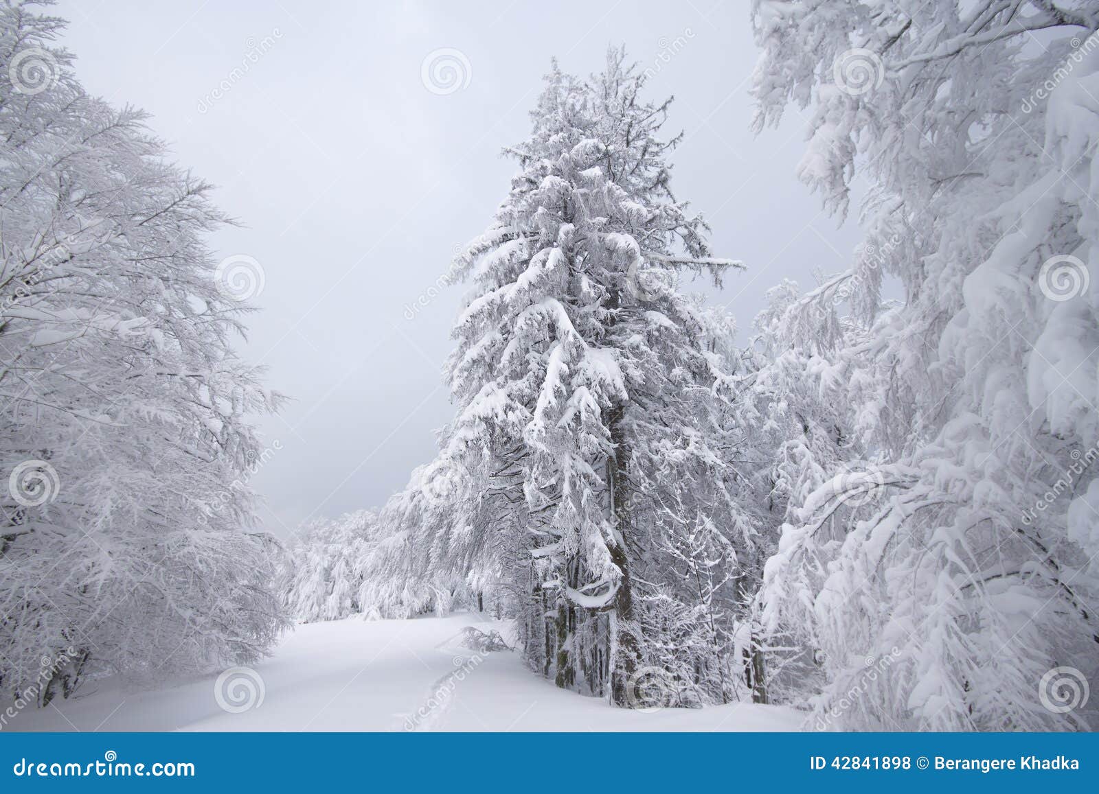 snowy fields, trees and firs, winter in the vosges, france.