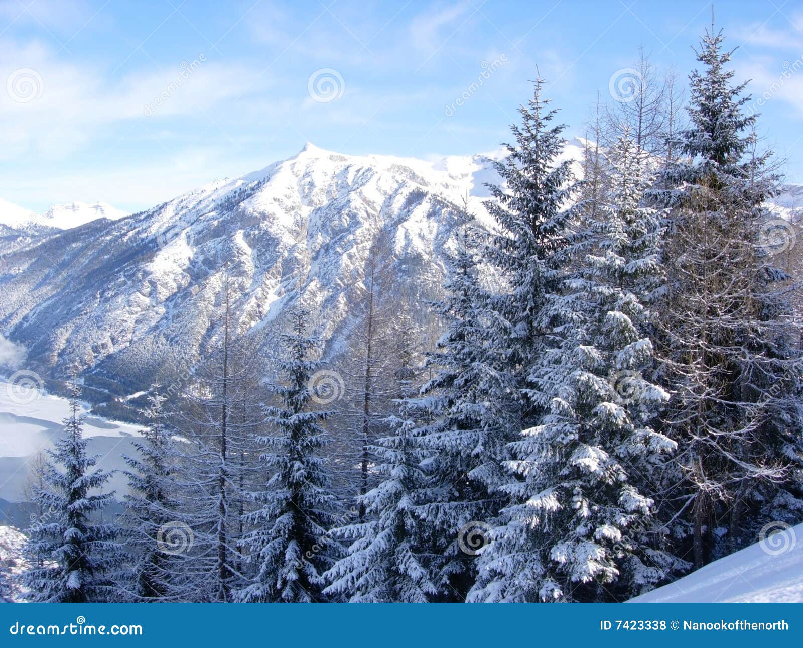 Snowy Fir Trees and Mountains Stock Photo Image of forest, crisp 7423338