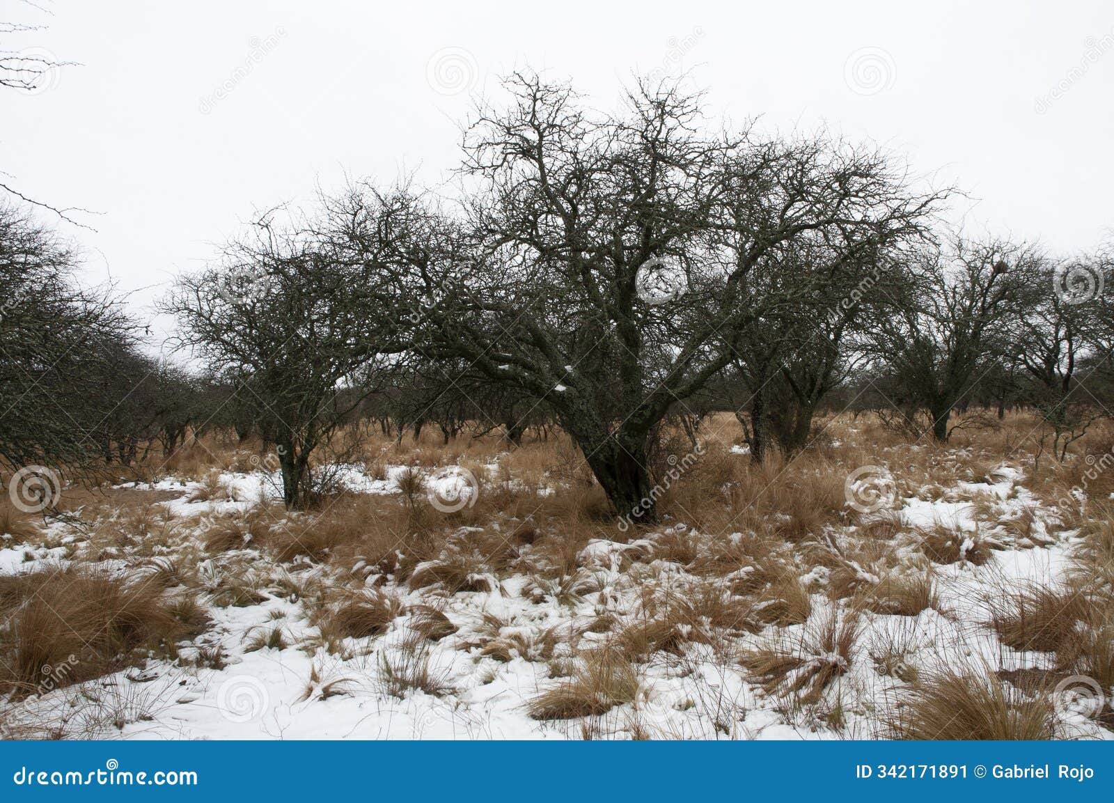 snowy landscape in calden forest environment in la pampa,