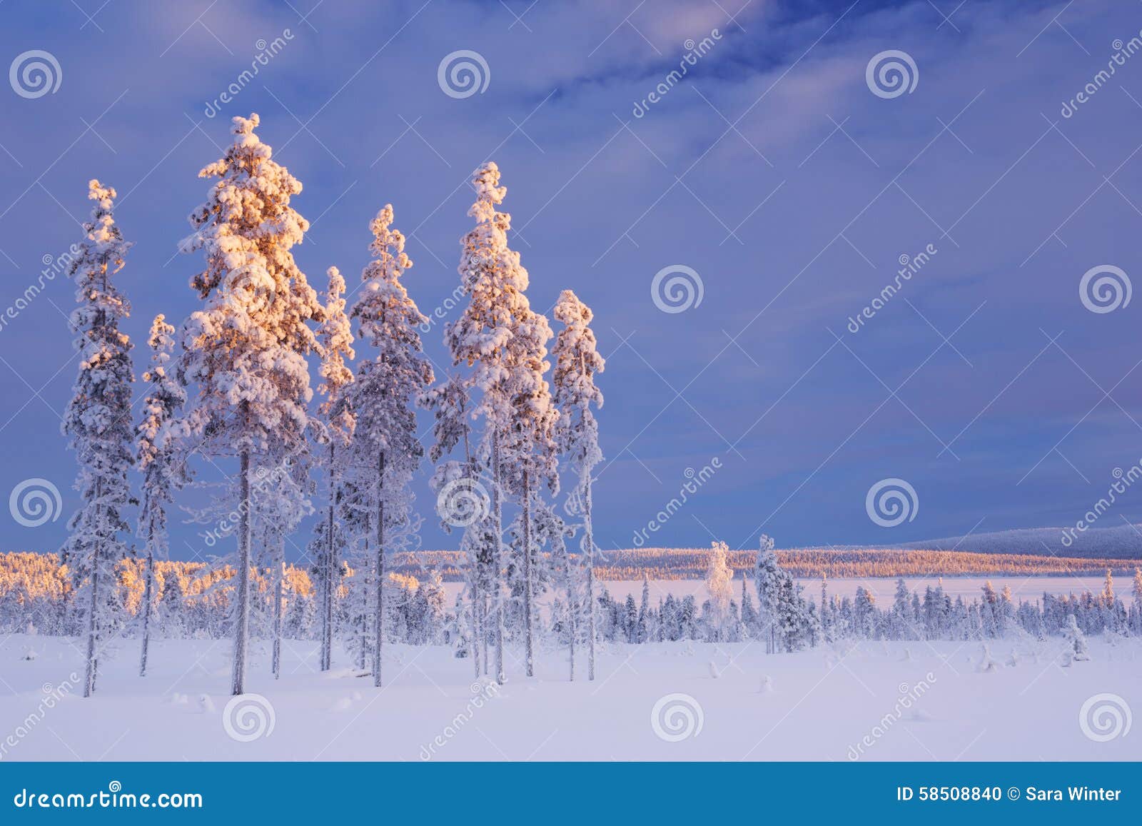 snowy landscape in finnish lapland in winter at sunset