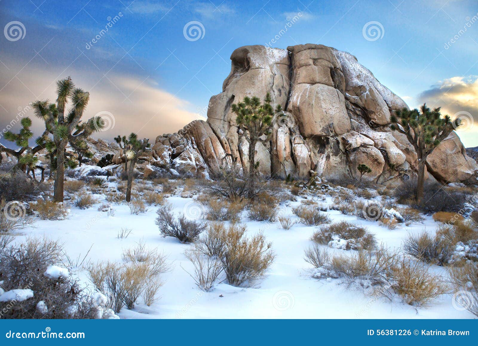 Snowy Landscape in Joshua Tree National Park. Joshua Tree National Park After Snow Storm