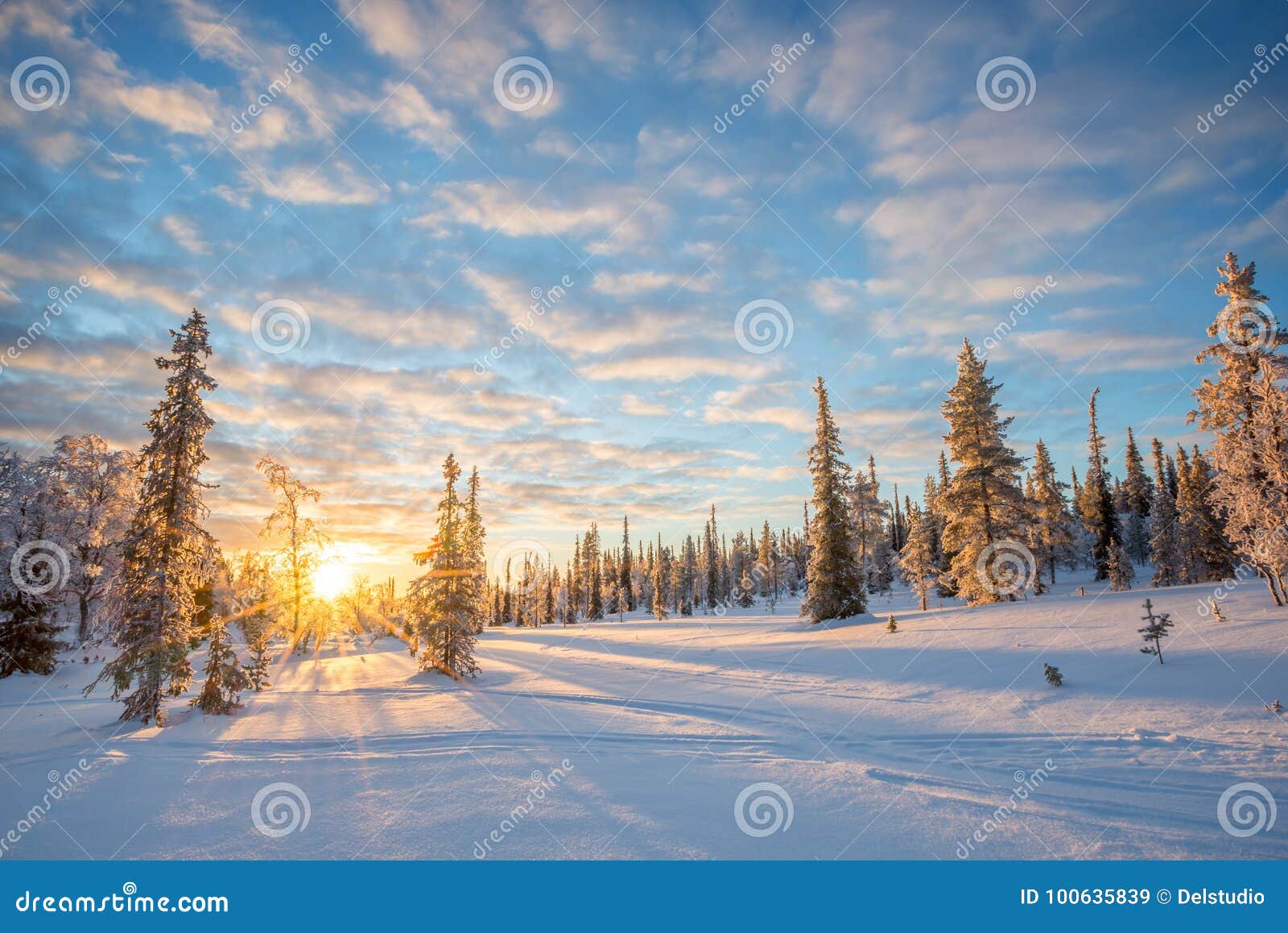 snowy landscape at sunset, frozen trees in winter in saariselka, lapland finland