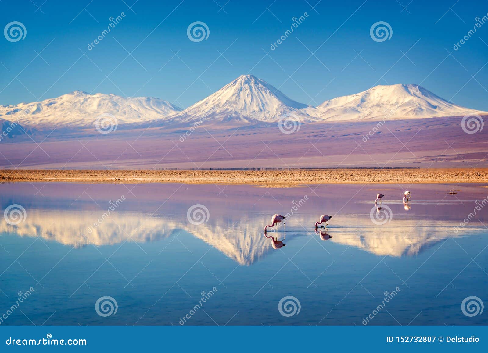 snowy licancabur volcano in andes montains reflecting in the wate of laguna chaxa with andean flamingos, atacama salar chile