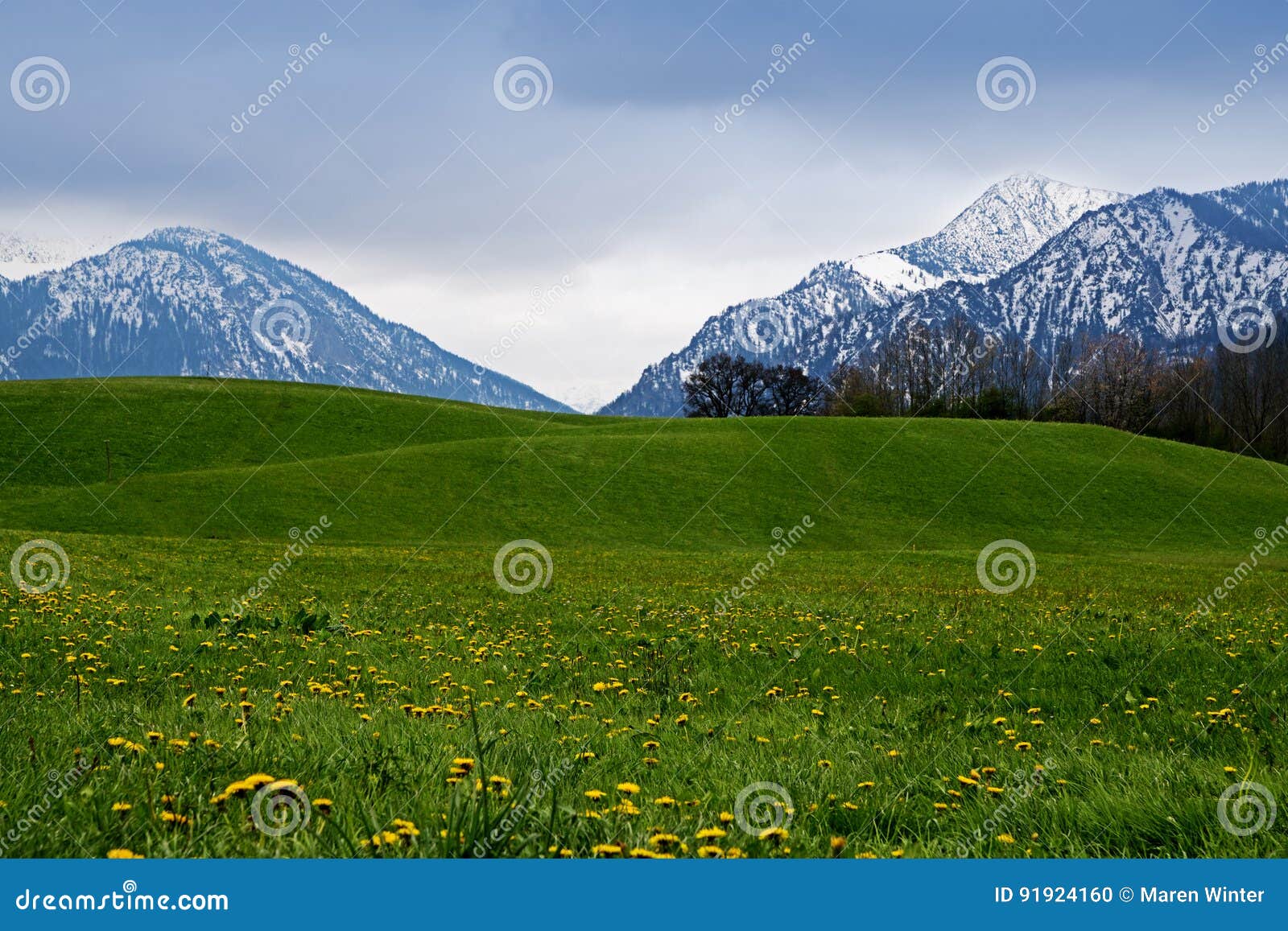 Snowy Mountains Behind A Green Meadow With Dandelion In The Bavarian