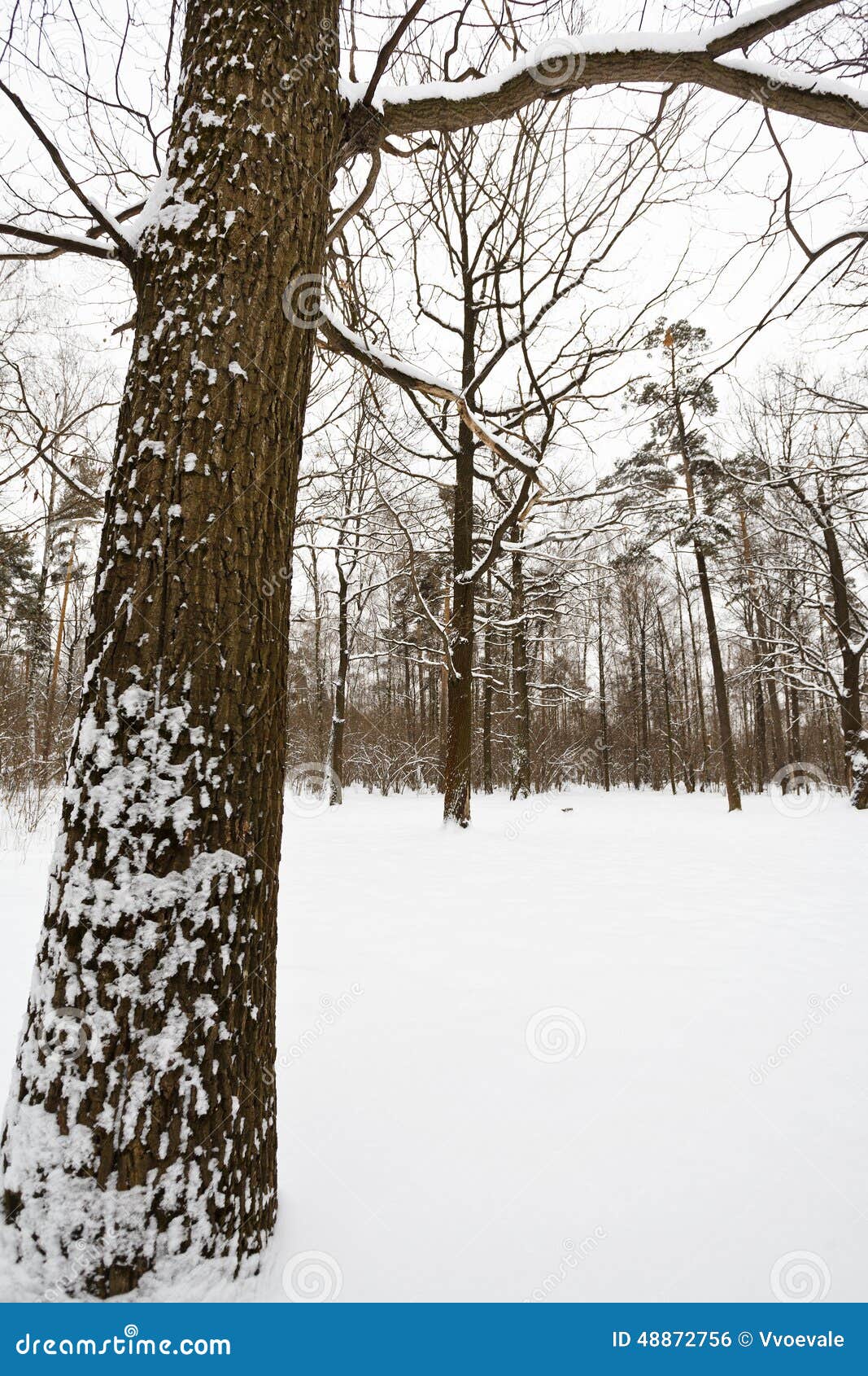 Snowy Oak Tree On The Edge Of Forest Stock Photo Image Of Glade