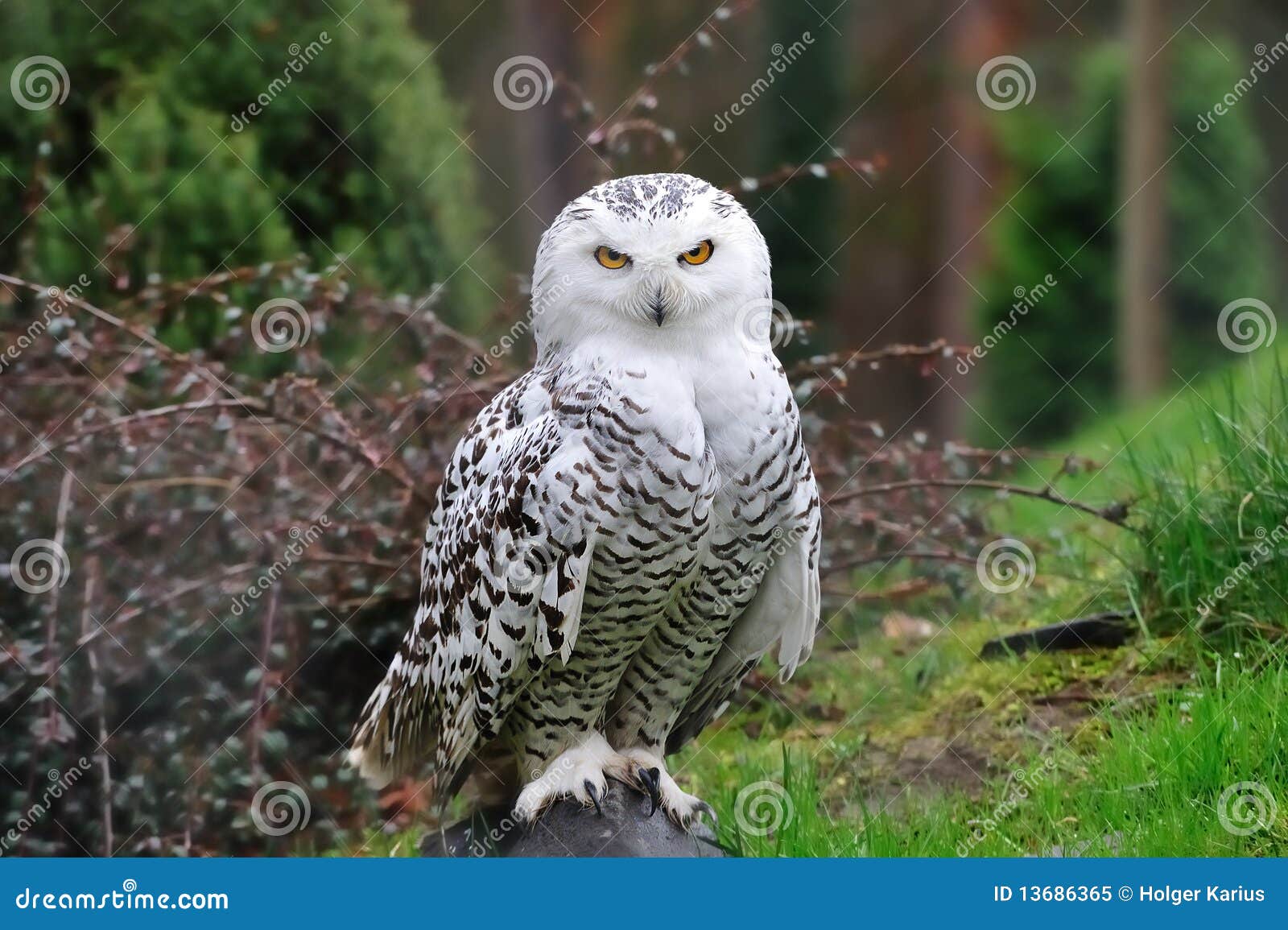 snowy owl (bubo scandiacus)