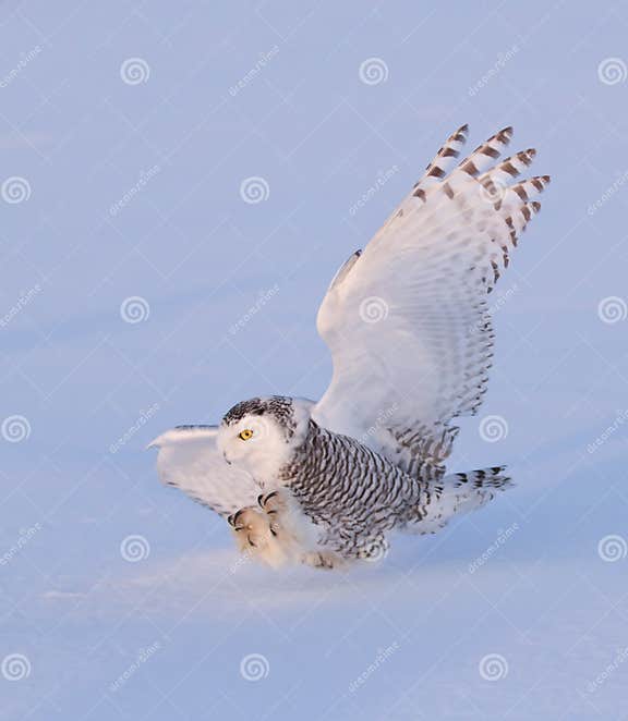 Snowy Owl (Bubo Scandiacus) Isolated Against a Blue Background Coming ...