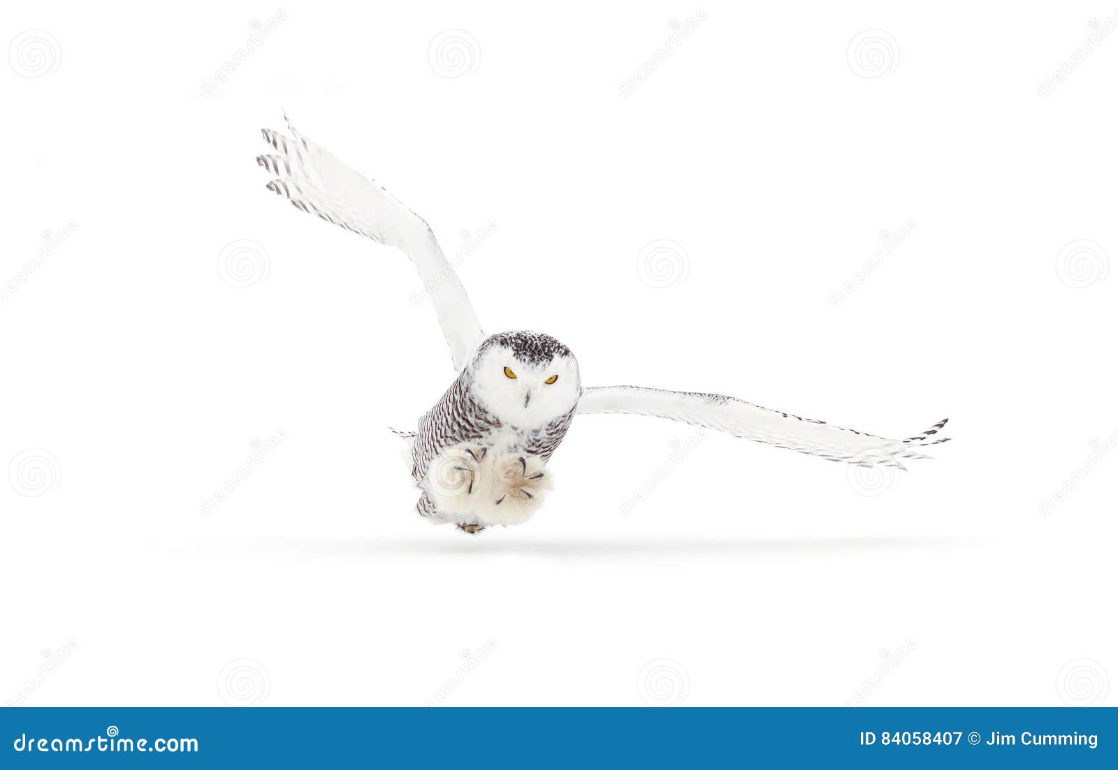 Snowy Owl (Bubo Scandiacus) Isolated Against a White Background Coming ...