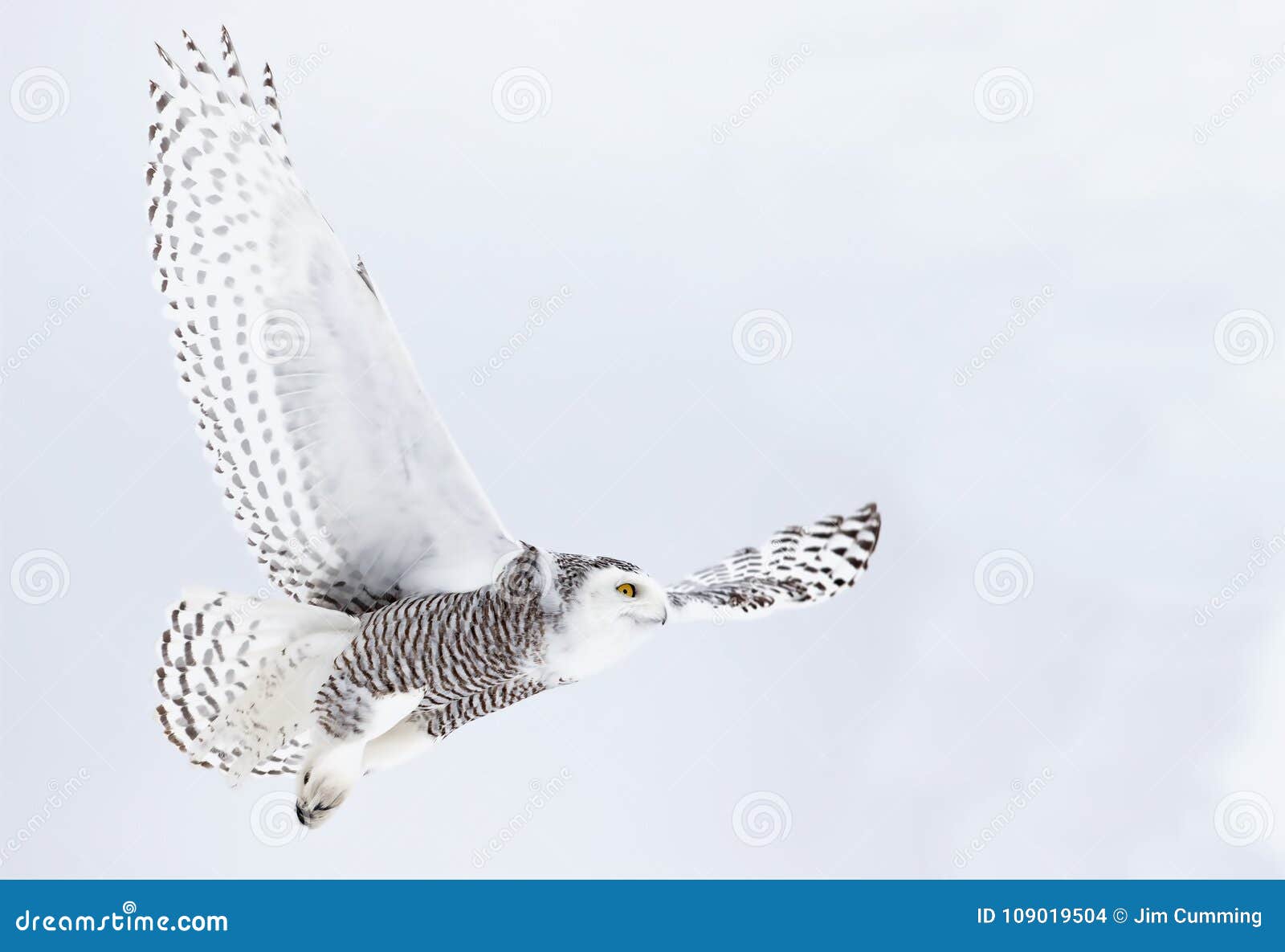 a snowy owl bubo scandiacus flying low and hunting over a snow covered field in canada