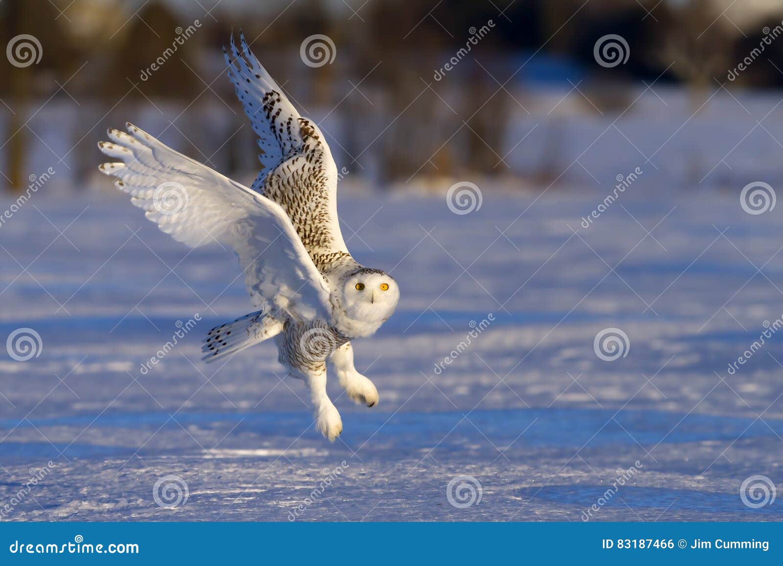 snowy owl (bubo scandiacus) takes flight to hunt over a snow covered field in canada