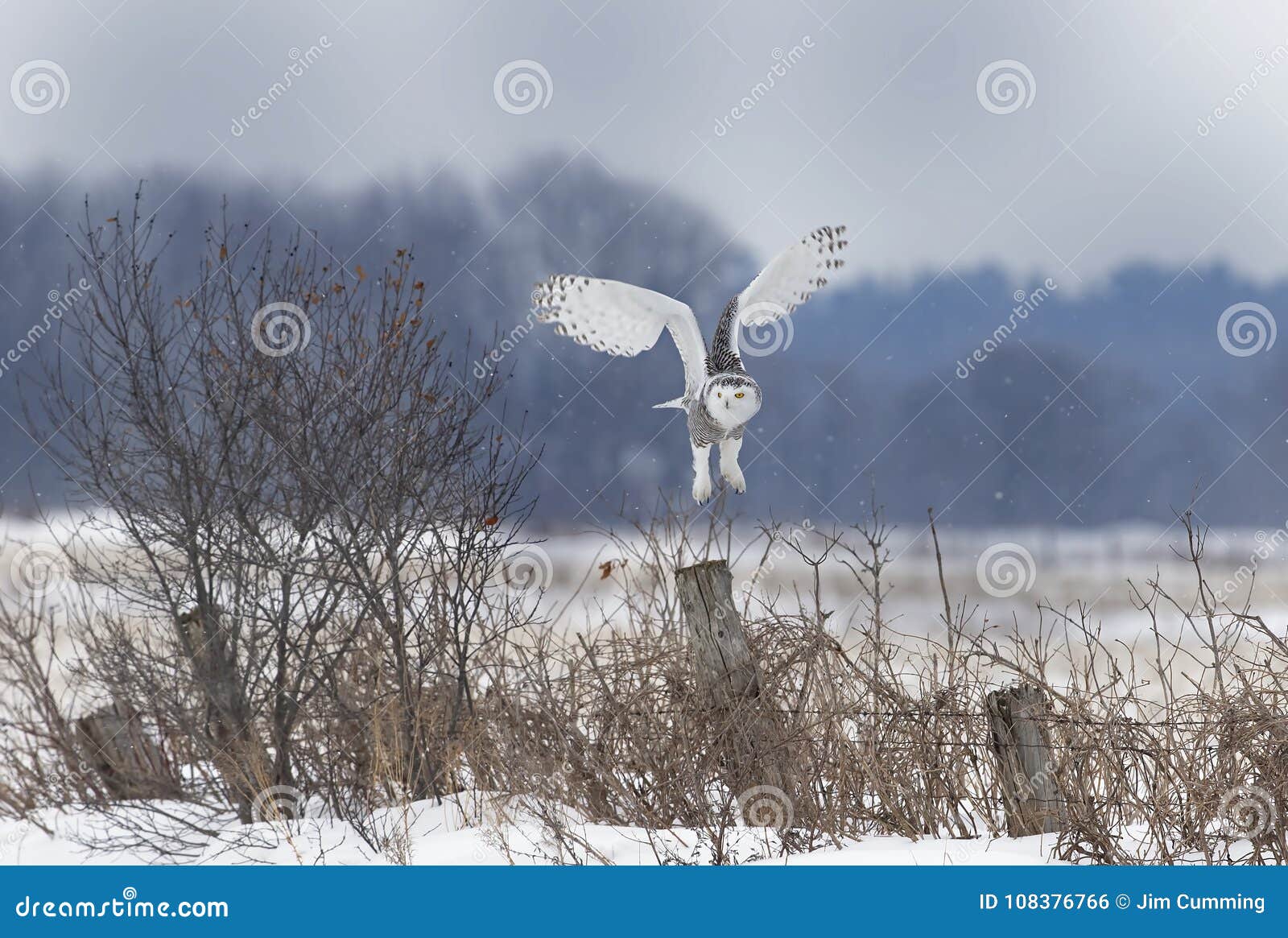 a snowy owl bubo scandiacus taking off to hunt over an open snowy field