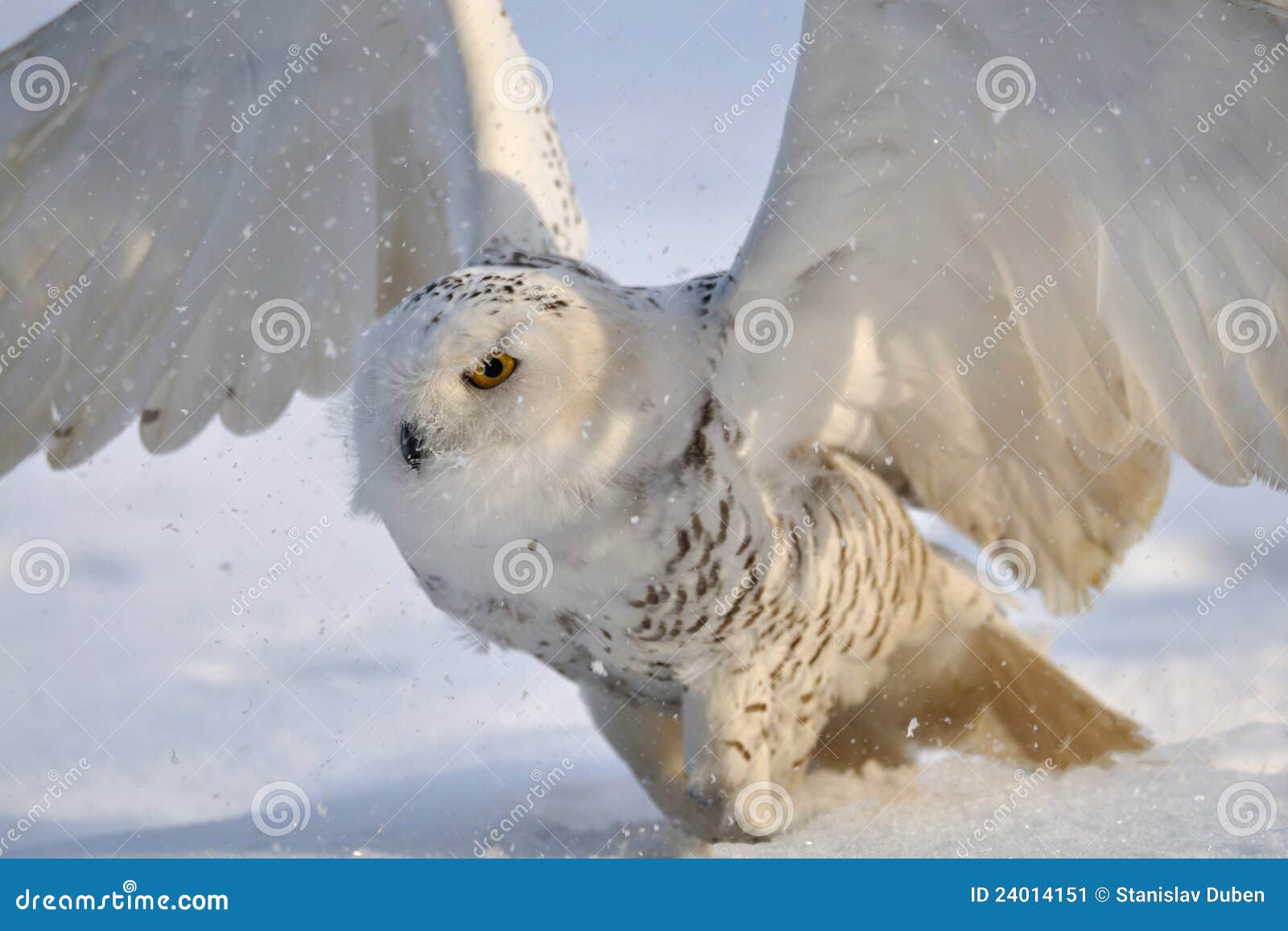 Snowy owl flap wings stock image. Image of sitting, february - 24014151