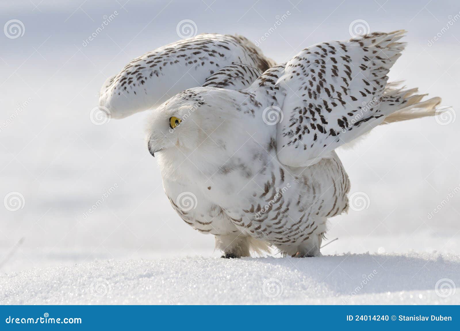 snowy owl flap wings